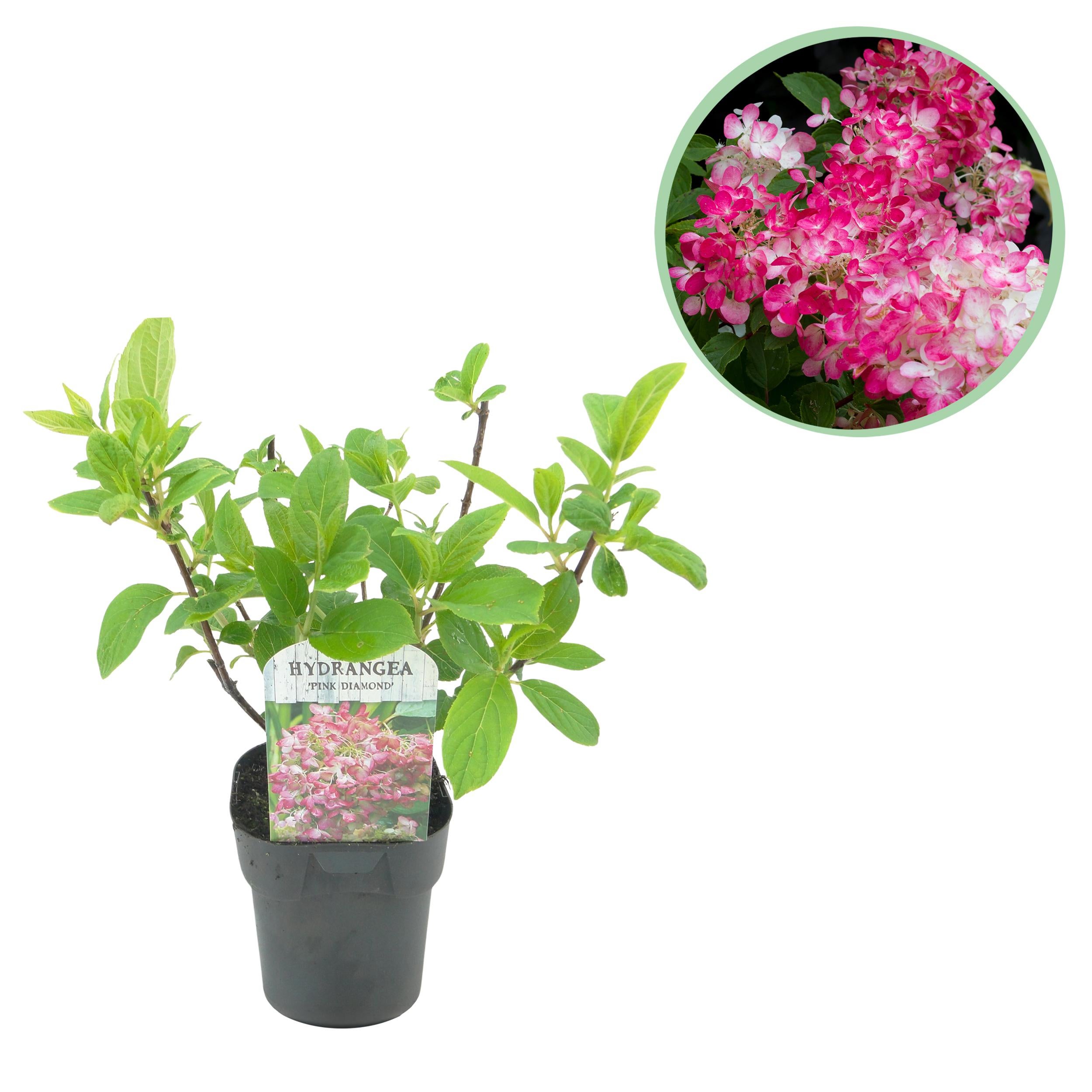 Hydrangea Panniculata Pink Diamond 50 cm – Hortensja bukietowa, 1 roślina, liściasta, duże kwiaty, białe zmieniające się na różowe, doniczka 17 cm