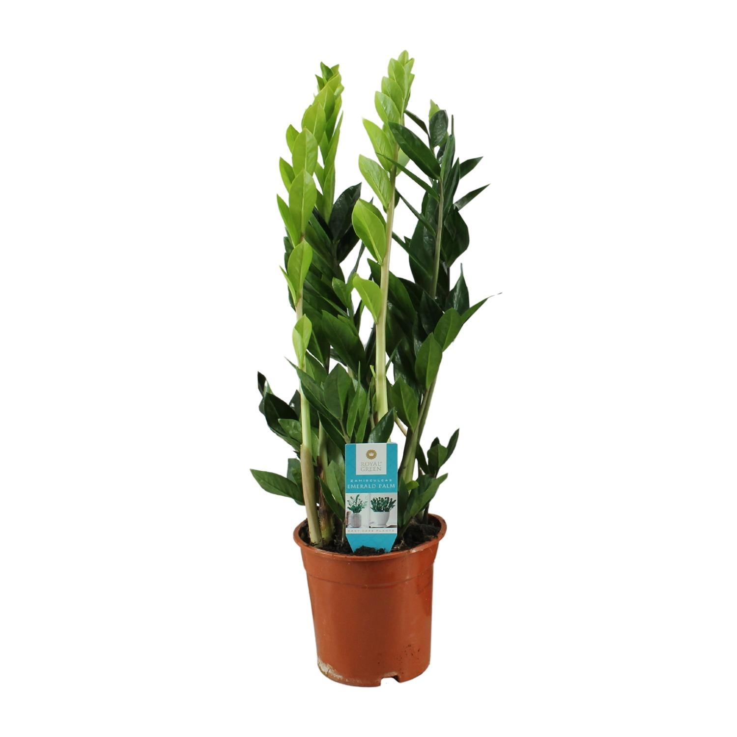 Zamioculcas Zamiifolia ZZ - Roślina doniczkowa elegancka i odporna Ø17cm ↕65cm