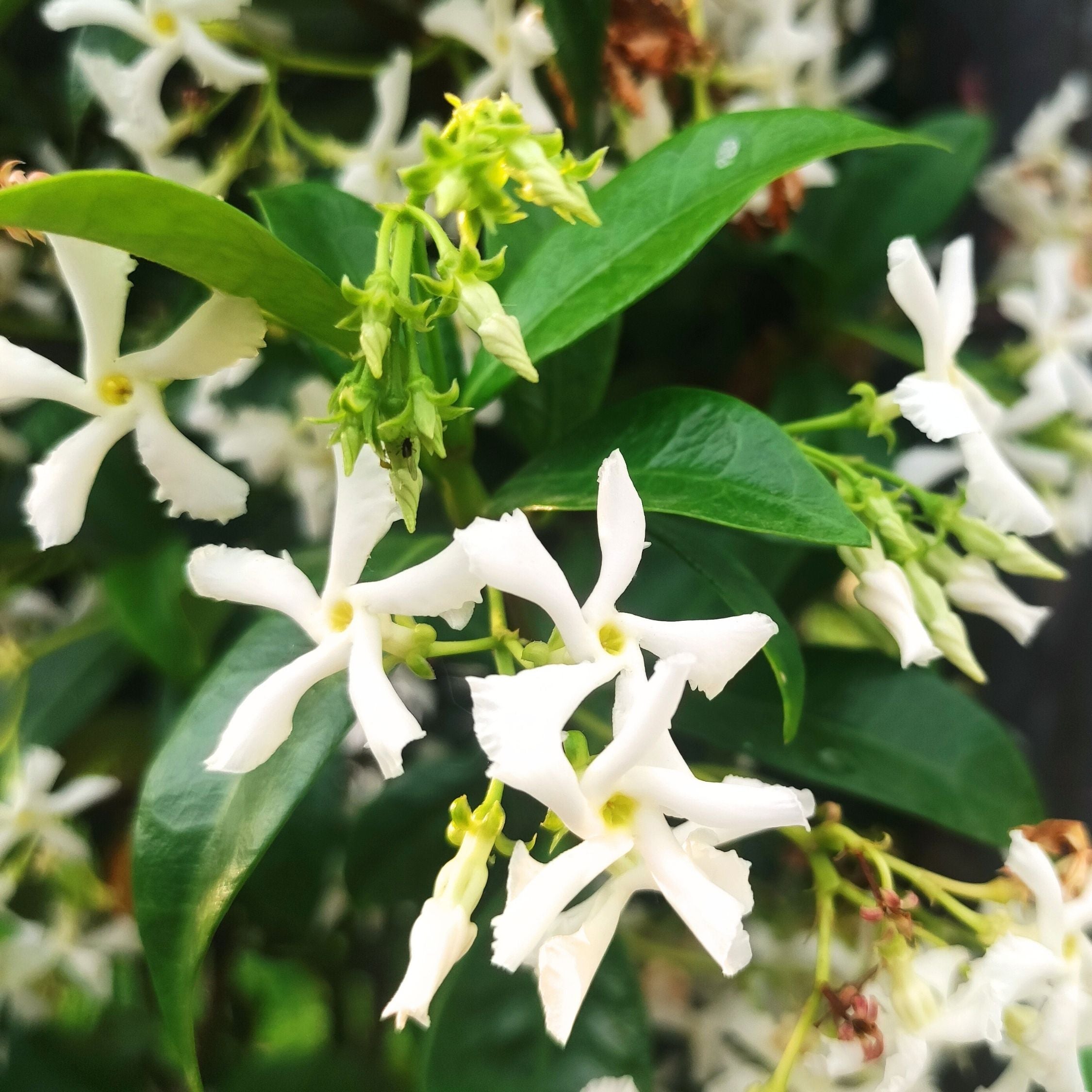Jasmin étoilé - Trachelospermum jasminoides - Hauteur 110-120cm - ⌀17cm - 4