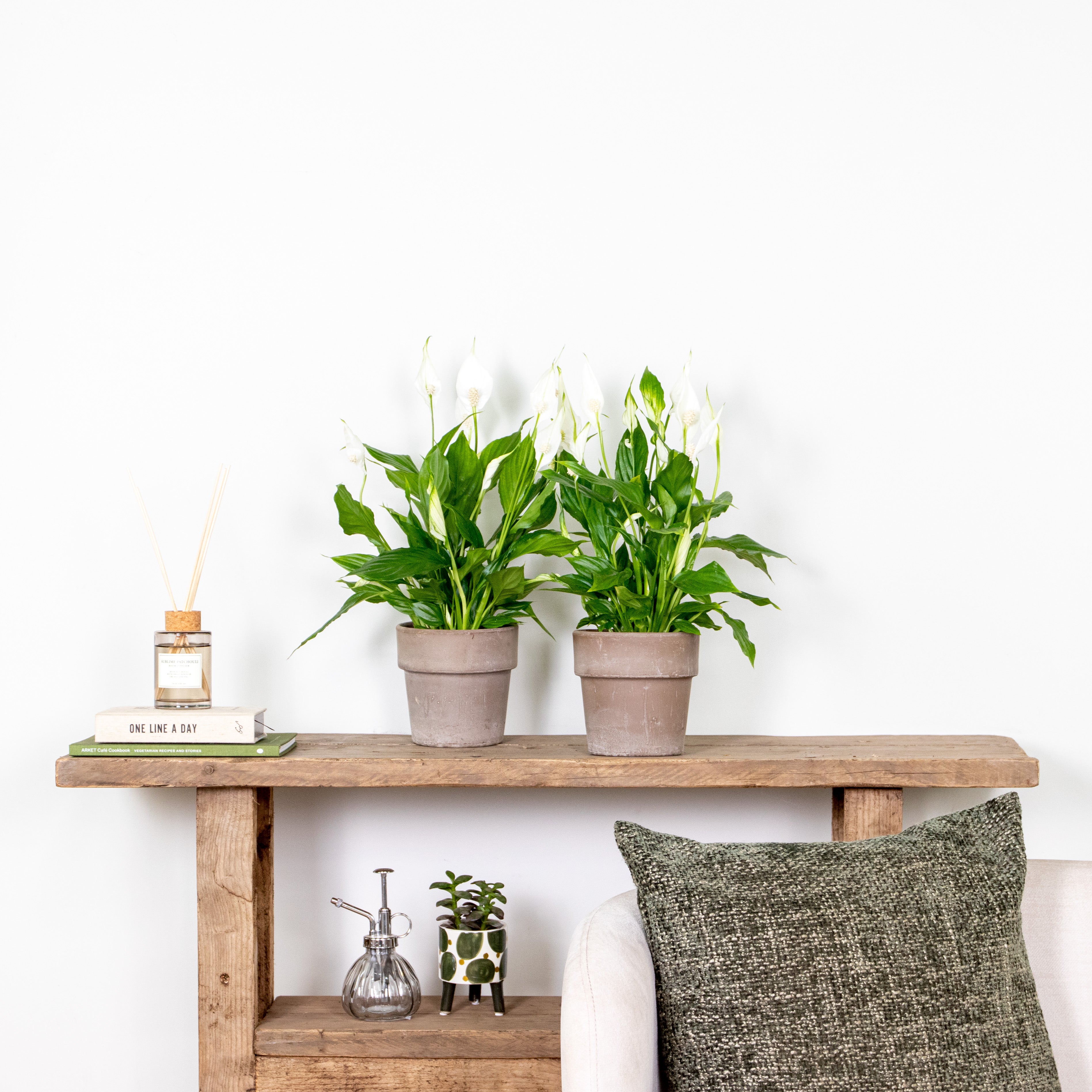 Spathiphyllum - Lys de la paix - Plantes d’intérieur - Dépolluante - Hauteur 30-40 cm - Pot 12 cm - 4