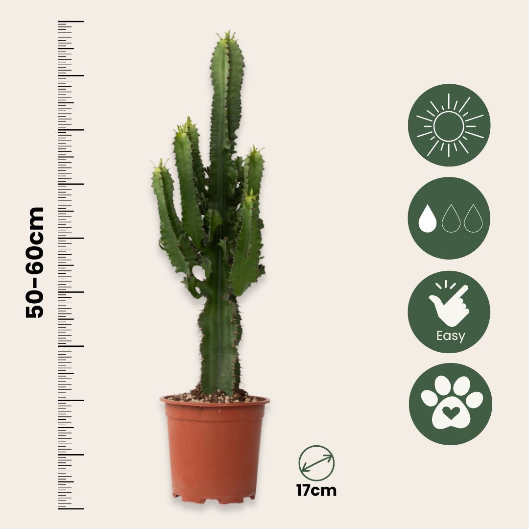 Euphorbe ingens - Euphorbia ingens - Hauteur 50-60cm - ⌀17cm - 2