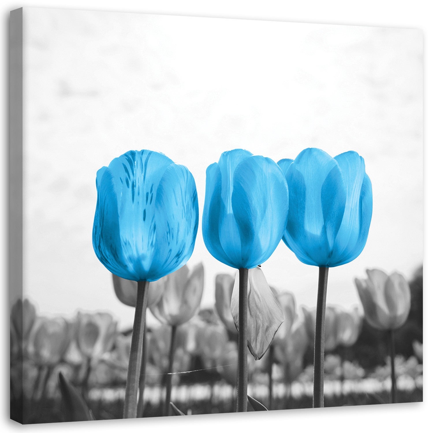 Obraz, Niebieskie tulipany na łące 30x30
