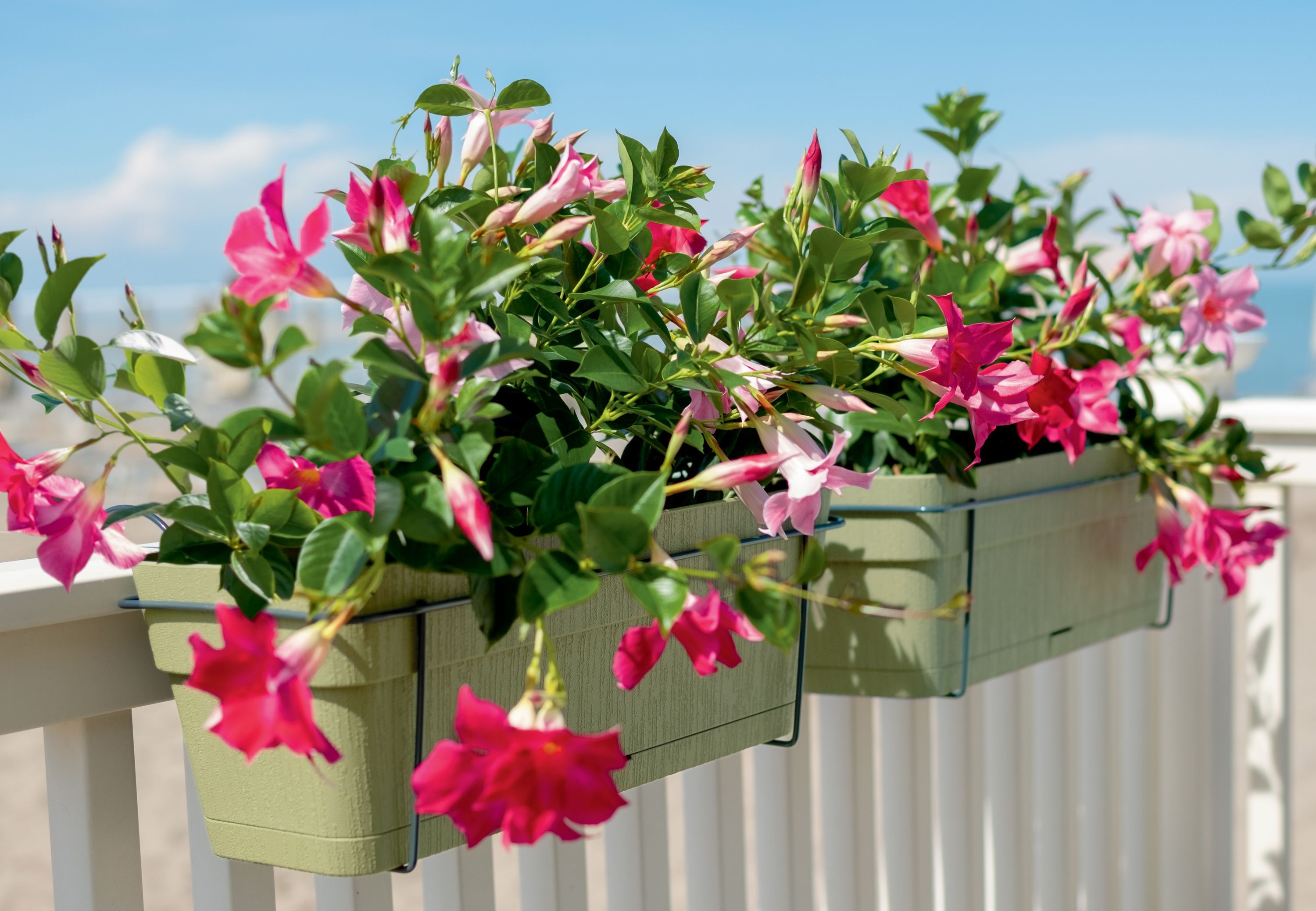 STEFANPLAST - Pot et Jardinière L54cm H18cm - 3