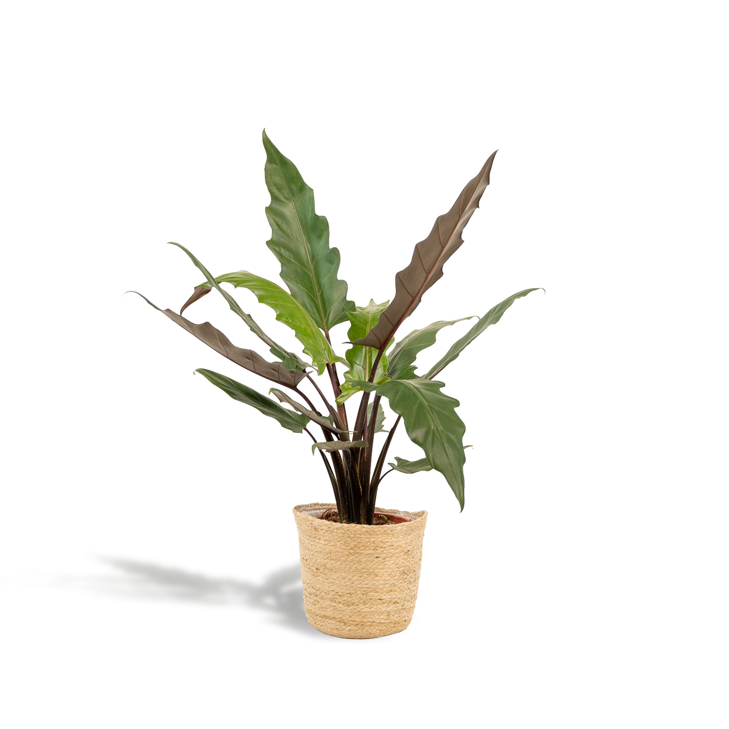 Alocasia Lauterbachiana z koszem Selin 19cm wysokość 80cm roślina doniczkowa Słoniowe Ucho