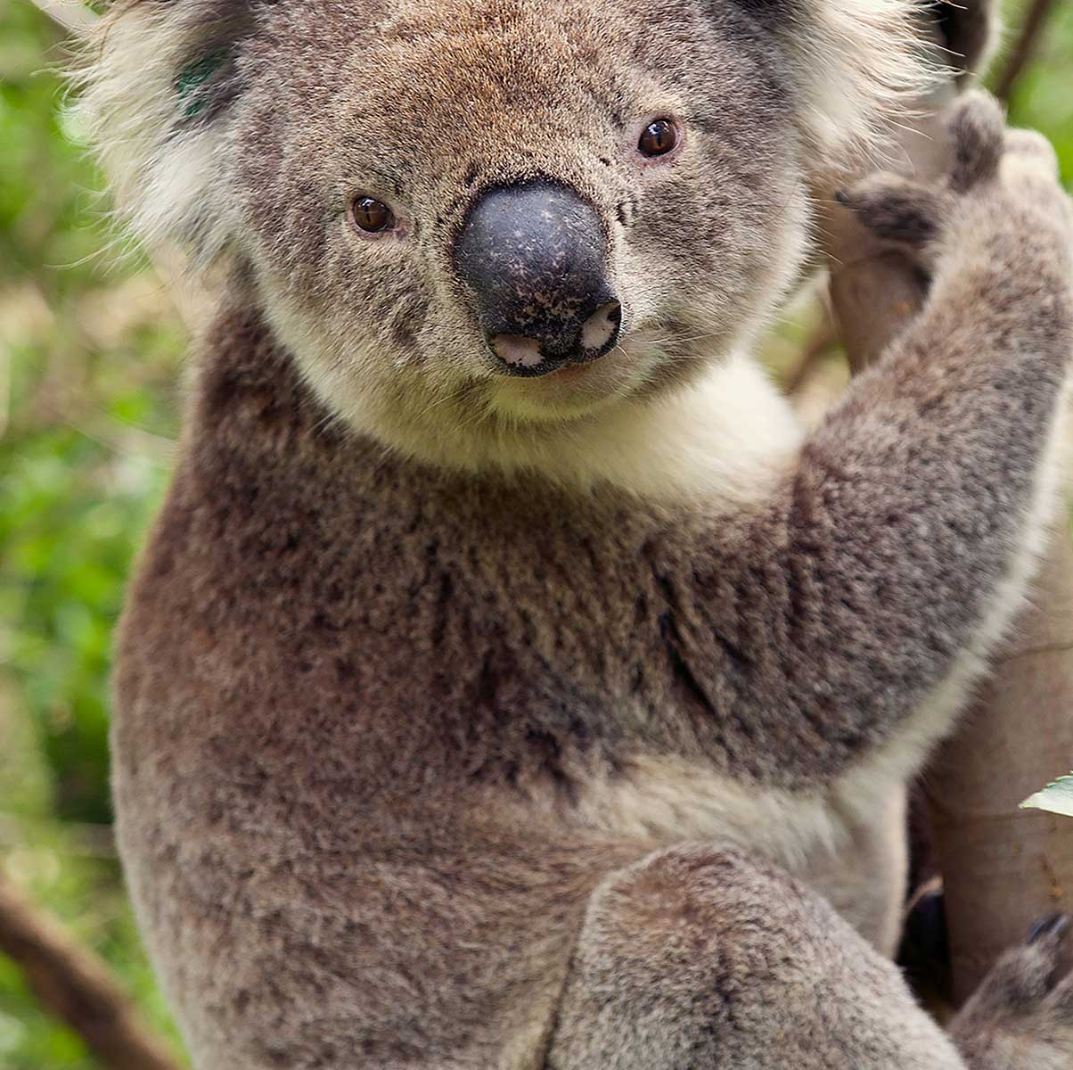 Poster animali koala appeso al ramo - 40x60cm - made in France - 3