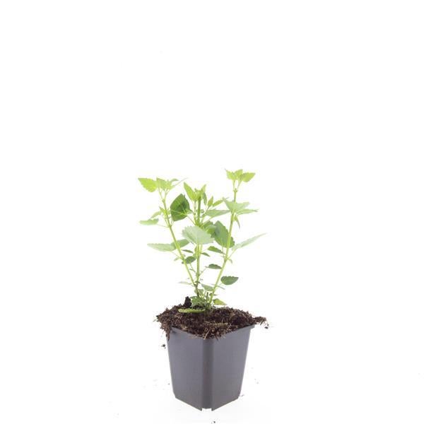 24x Plante Agastache 'Blue Fortune' - ↕10-25cm (hauteur) - Ø9cm (diamètre)– ComfortXL Green - 3