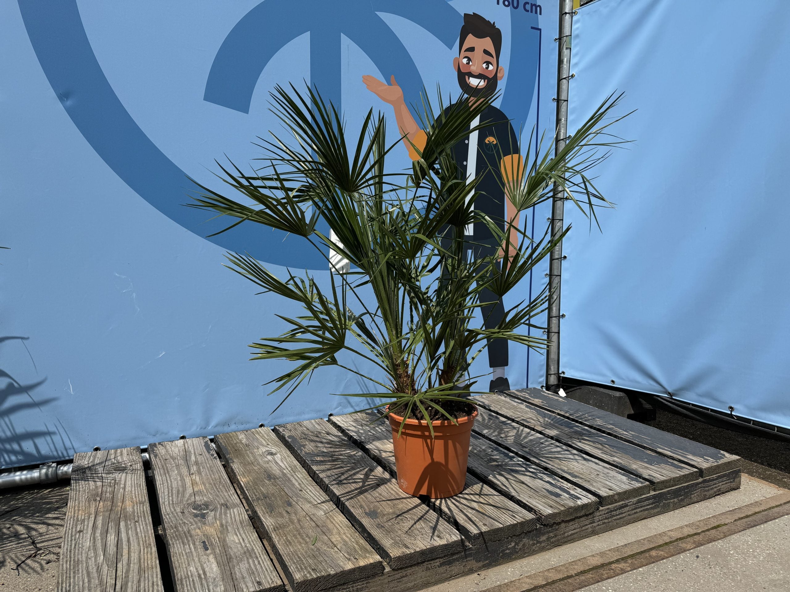 Chamaerops Humilis - Palmier européen nain - Palmier à feuilles persistantes résistant au froid - hauteur 100-120 cm pot inclus - 8