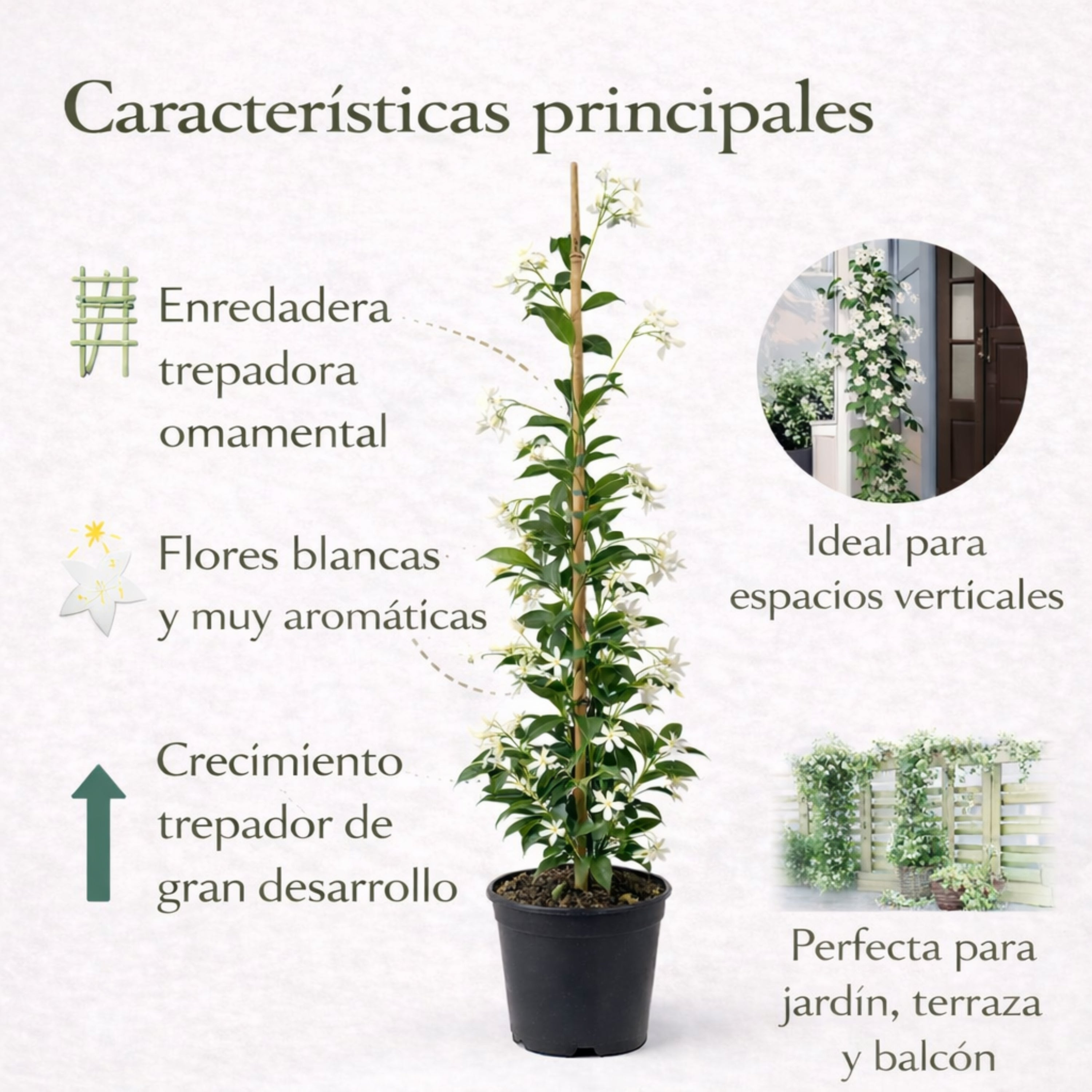 Jazmín Estrellado Planta Natural en Maceta 120 cm. Trachelospermum jasminoides, Enredadera Exterior, Flores Blancas Aromáticas, Fácil Cuidado. Jazmin - 3
