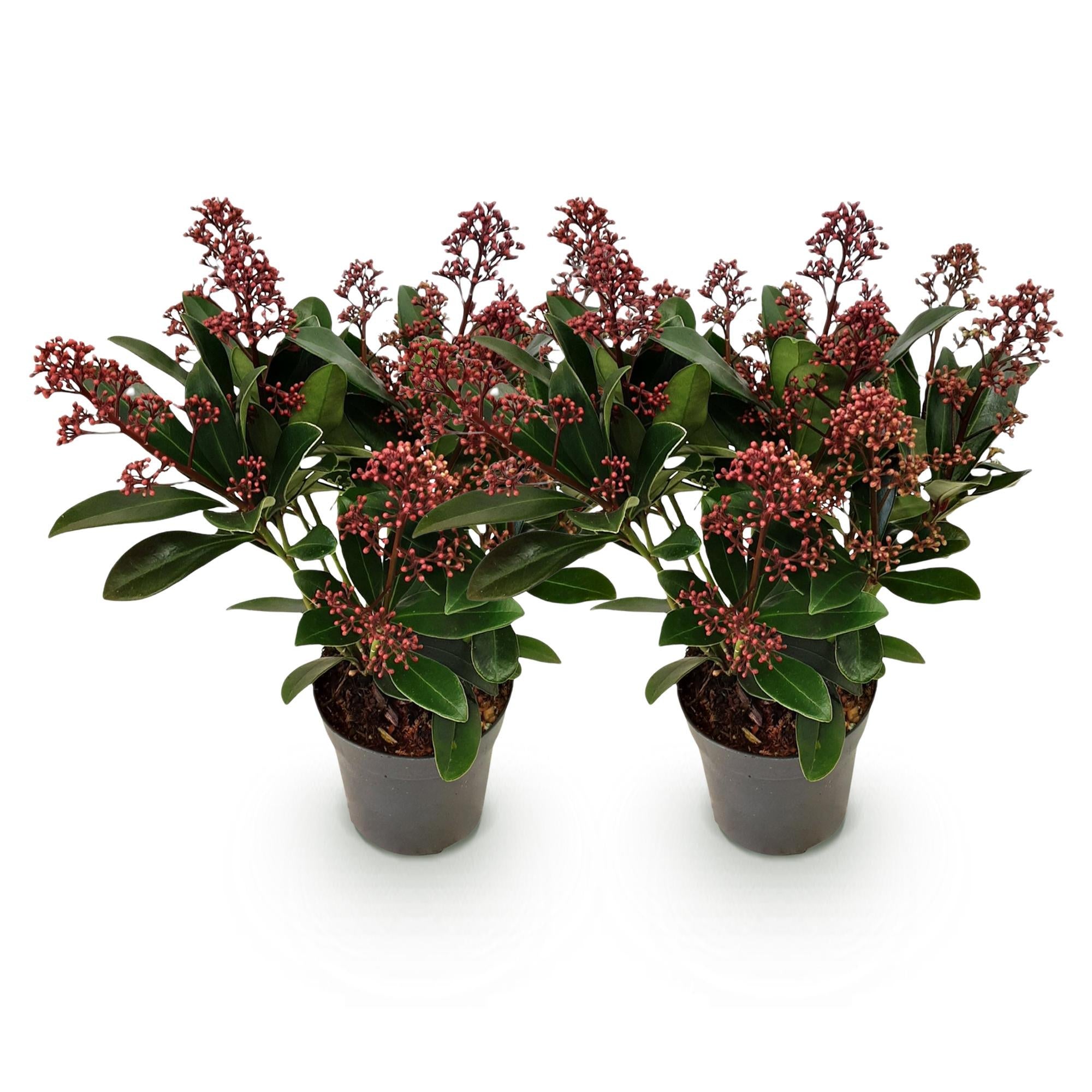 Skimmia du Japon 'Rubella' - arbuste persistant d'ombre - Pot de 19cm ...