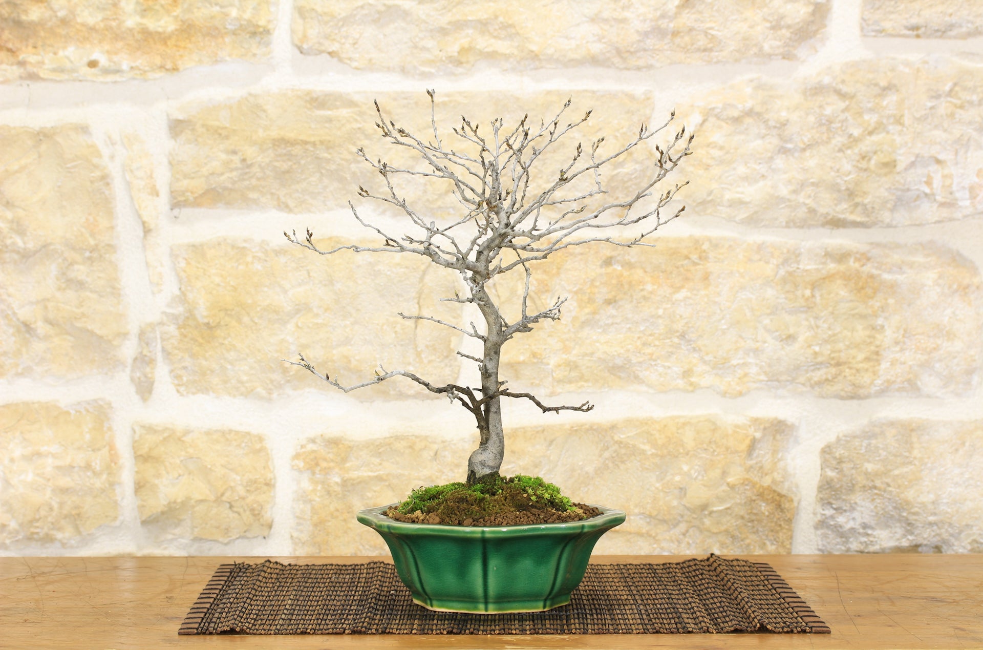 laterne bambus weiß Bambus Laterne, natur – timbershome main image 0
