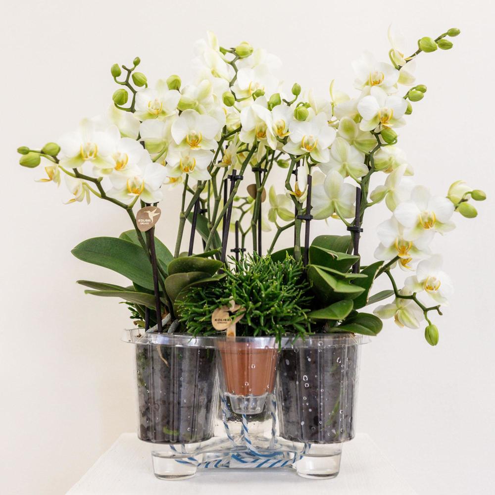 Orchidées Colibri plante blanche dans un panier en roseau avec réservoir d'eau trois orchidées blanches Lausanne 9cm - 5