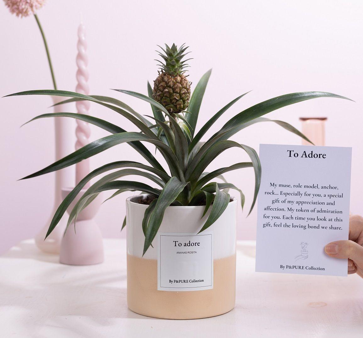 Plante Ananas Rosita cadeau "To Adore" AVEC CARTE DE VŒUX ! Diamètre — free download