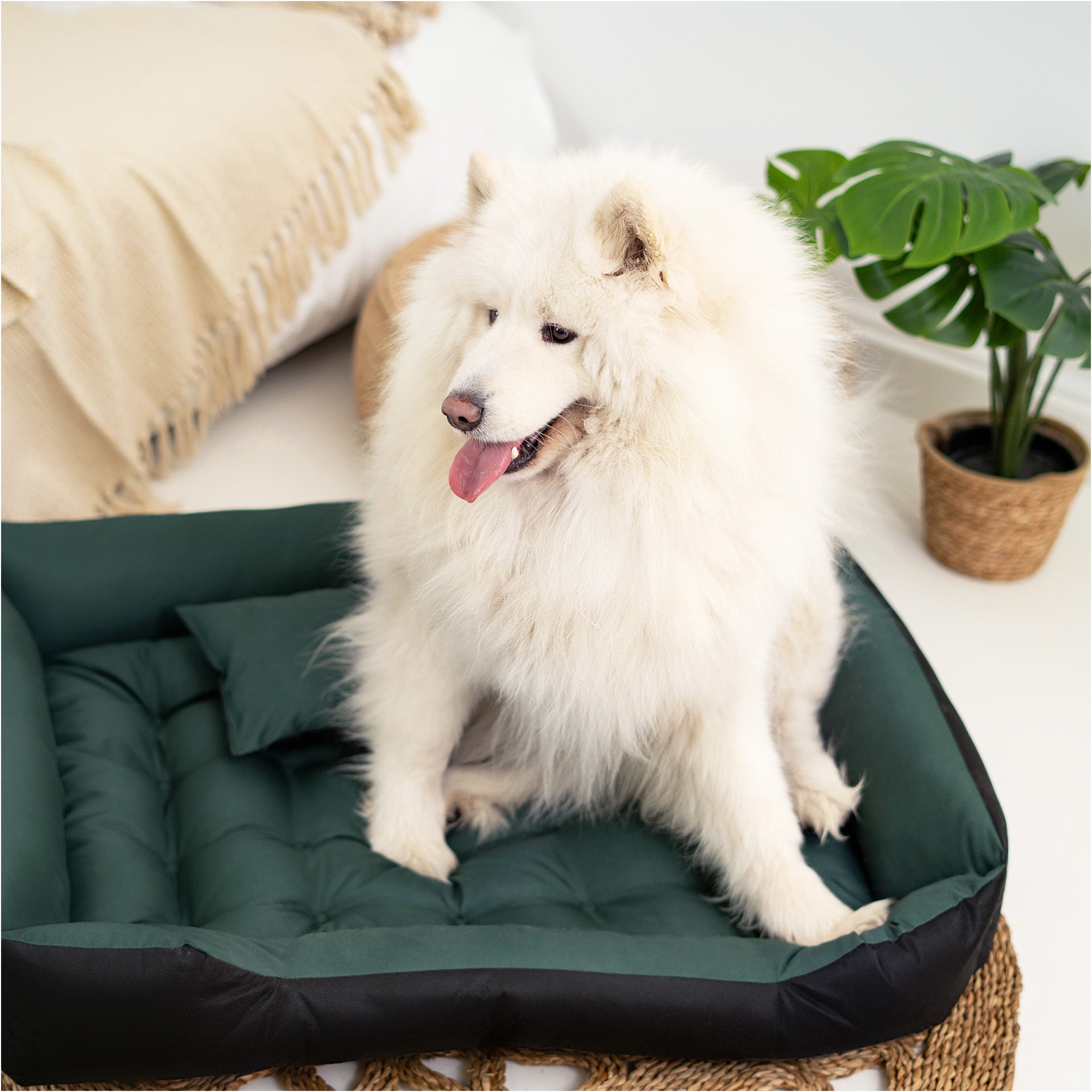 Legowisko EDANTI Dla Psa Wodoodporne Posłanie Kanapa Sofa 75X65 Cm Zielone 1szt. - 4