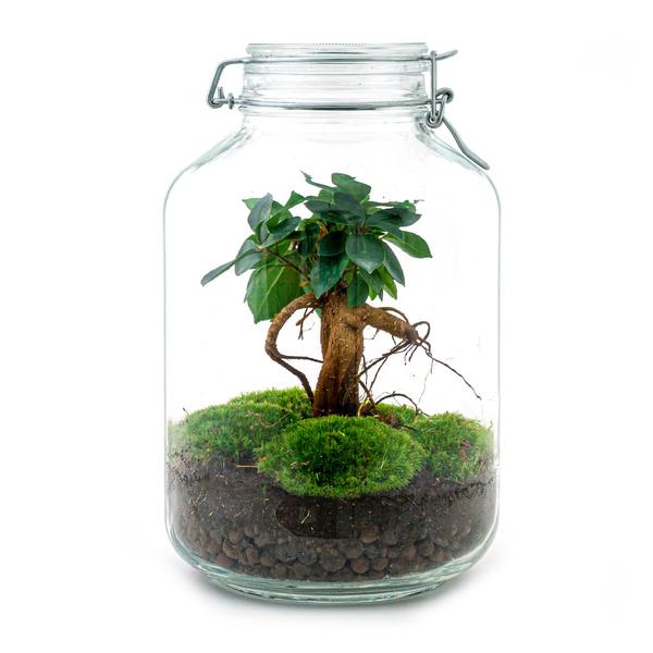 Terrário DIY Ficus Ginseng Bonsai 28 cm – Mini jardim autossuficiente com musgo e plantas decorativas - 2