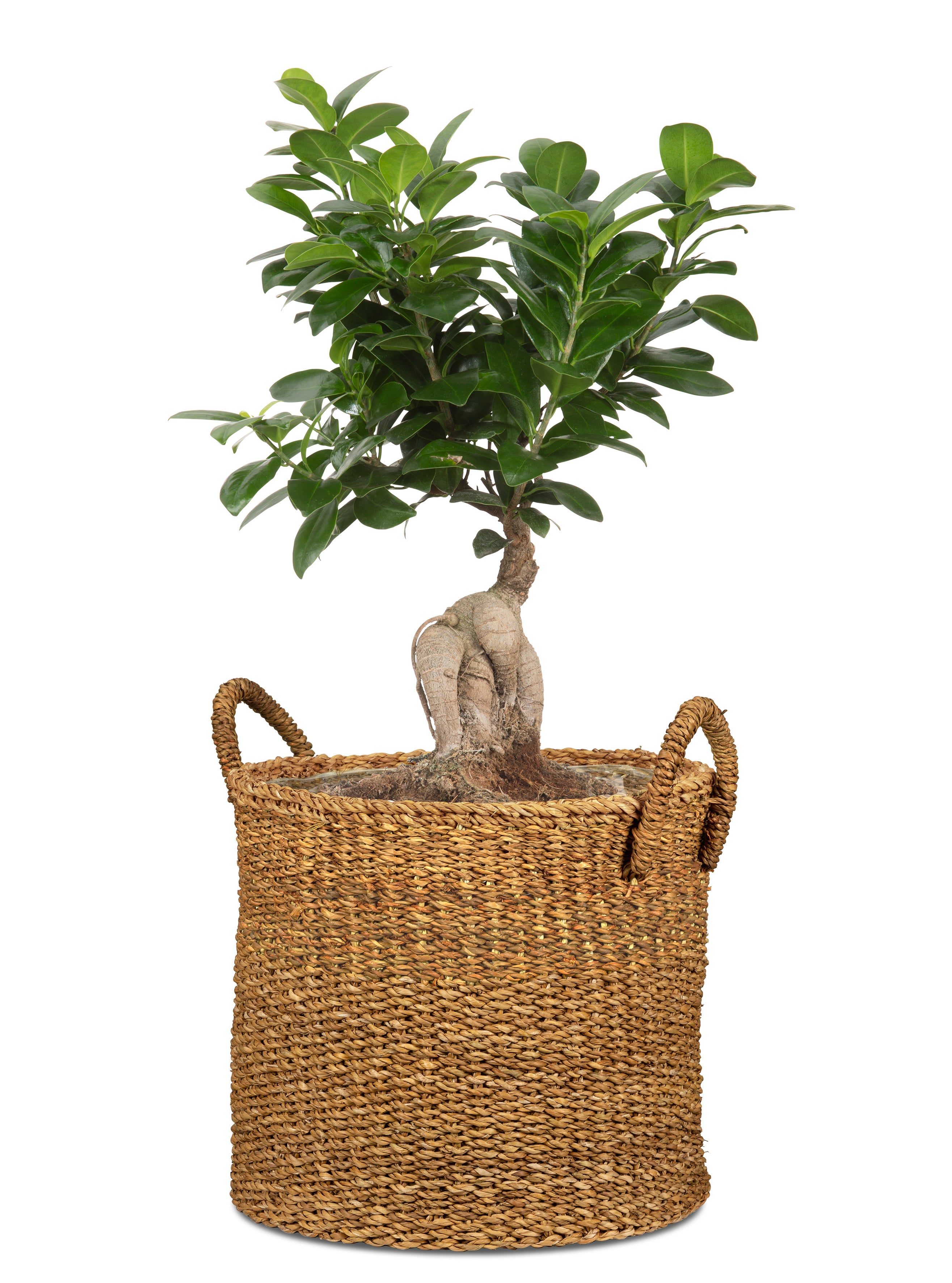 Scheurich Seagrass 37, Pot de fleurs en jonc de mer, couleur: Nut, diamètre 38 cm, hauteur 33 cm, 37.4 l vol. - 2