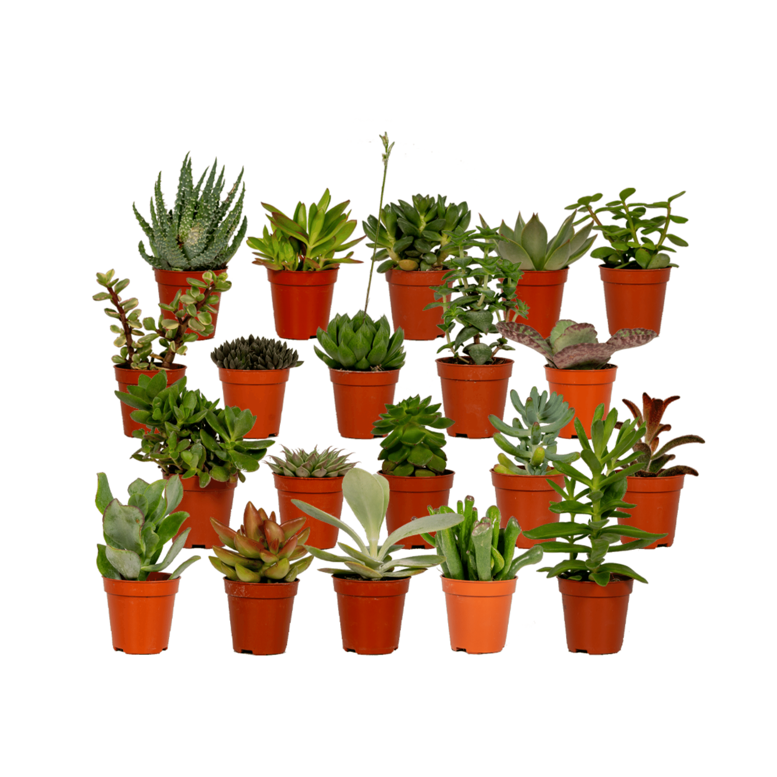 Zestaw 20 sukulentów mix - Wysokość 7cm - Doniczka Ø5,5cm - Łatwe w pielęgnacji