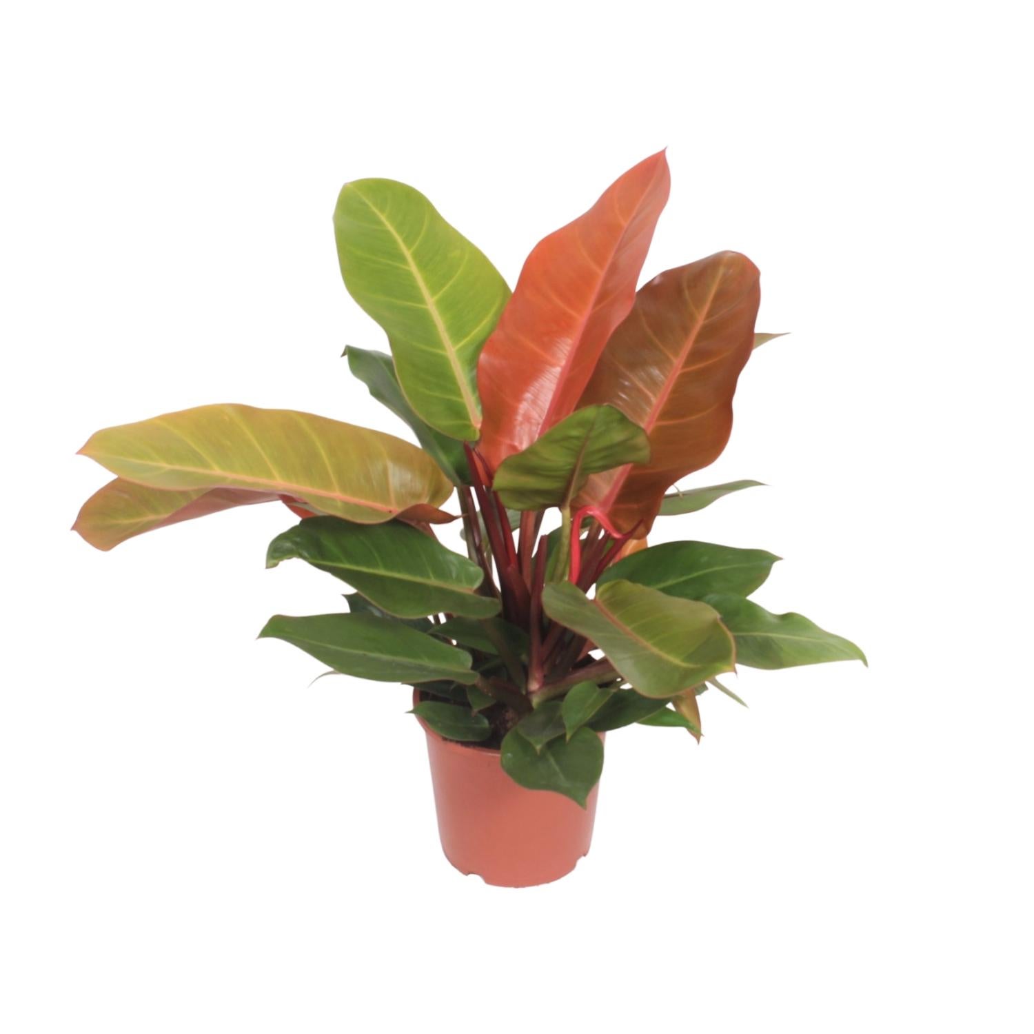 Philodendron Prince of Orange - Roślina doniczkowa ozdobna Ø17cm - Wysokość 45cm