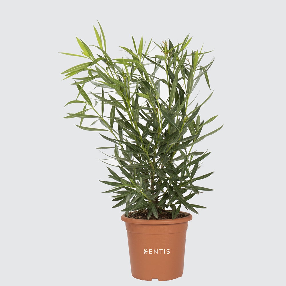 KENTIS - Nerium Oleander Bianco - Oleandro Pianta Vera da Esterno - Piante da Giardino Fiorite Perenni - H 80-100 cm Vaso Ø 24 cm - 3