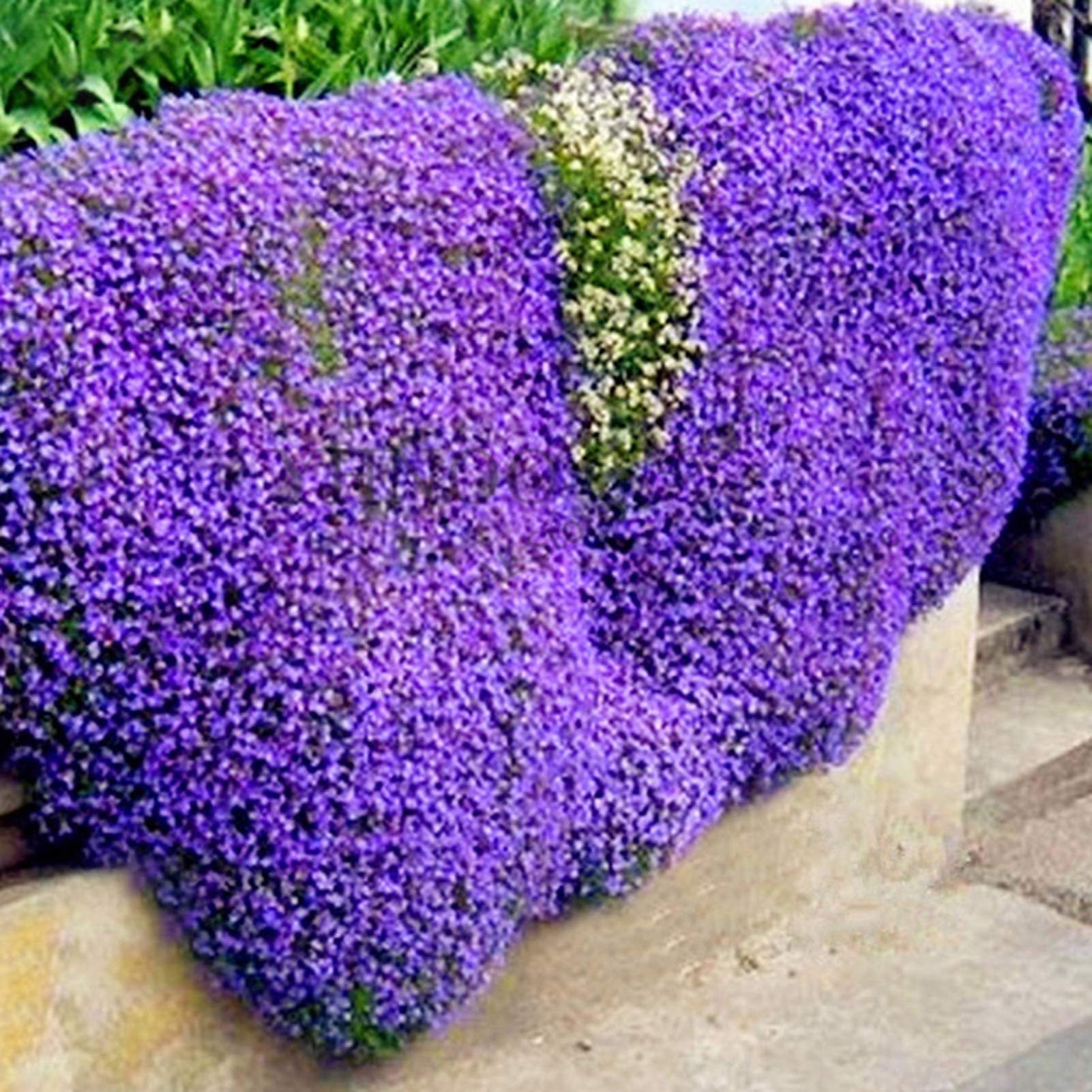 Couvre-sol pour jardin extérieur, graines de fleurs sauvages couvre-sol, 4&nbsp;000 graines, six fois plus de bienfaits bleus + engrais - 4