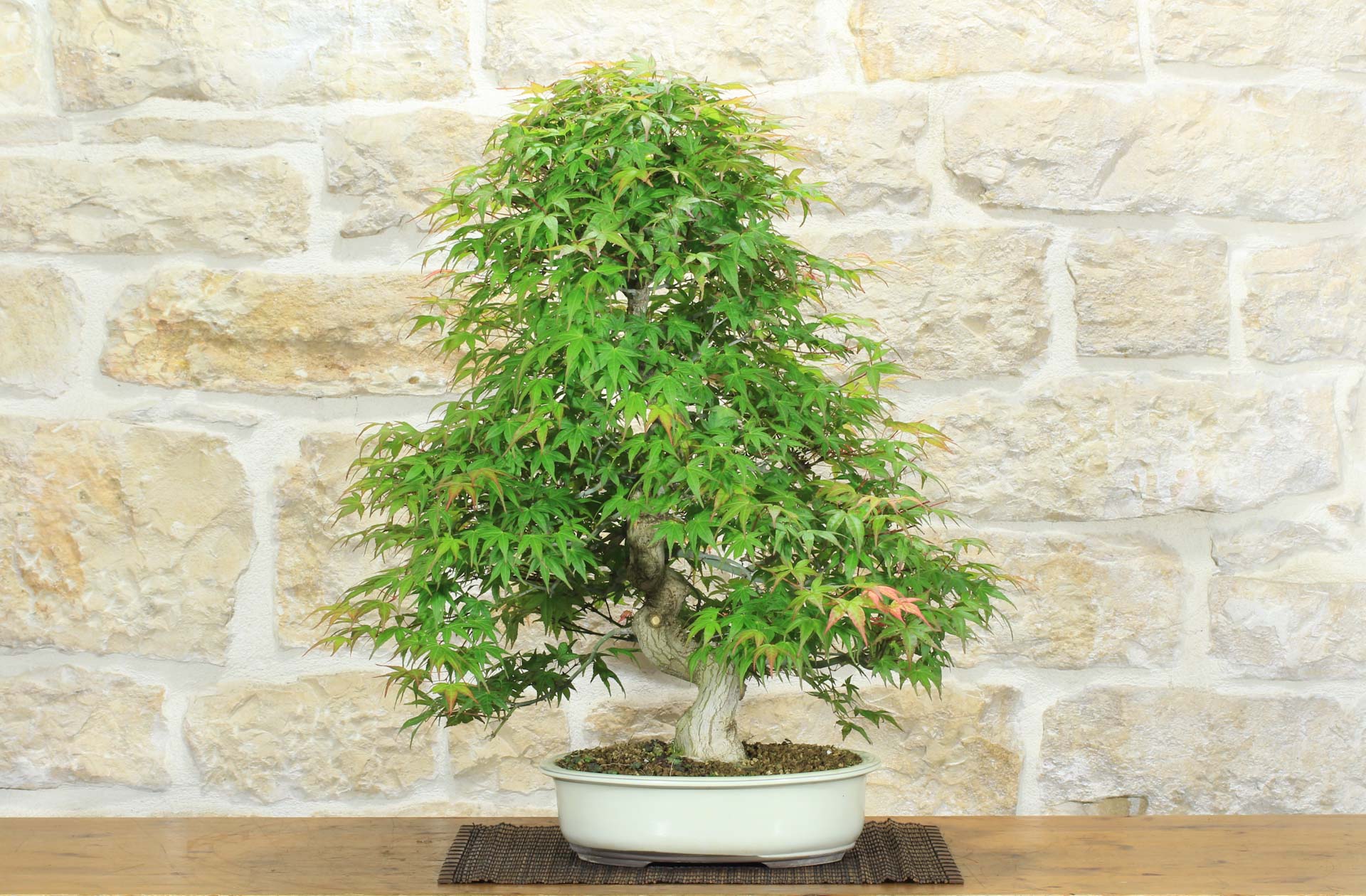 Bonsai di Acero Palmato Yamamomiji (12) | Leroy Merlin