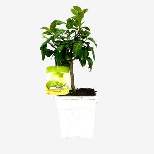 Pianta artificiale ricadente zea h70cm - Atmosphera créateur d'intérieur