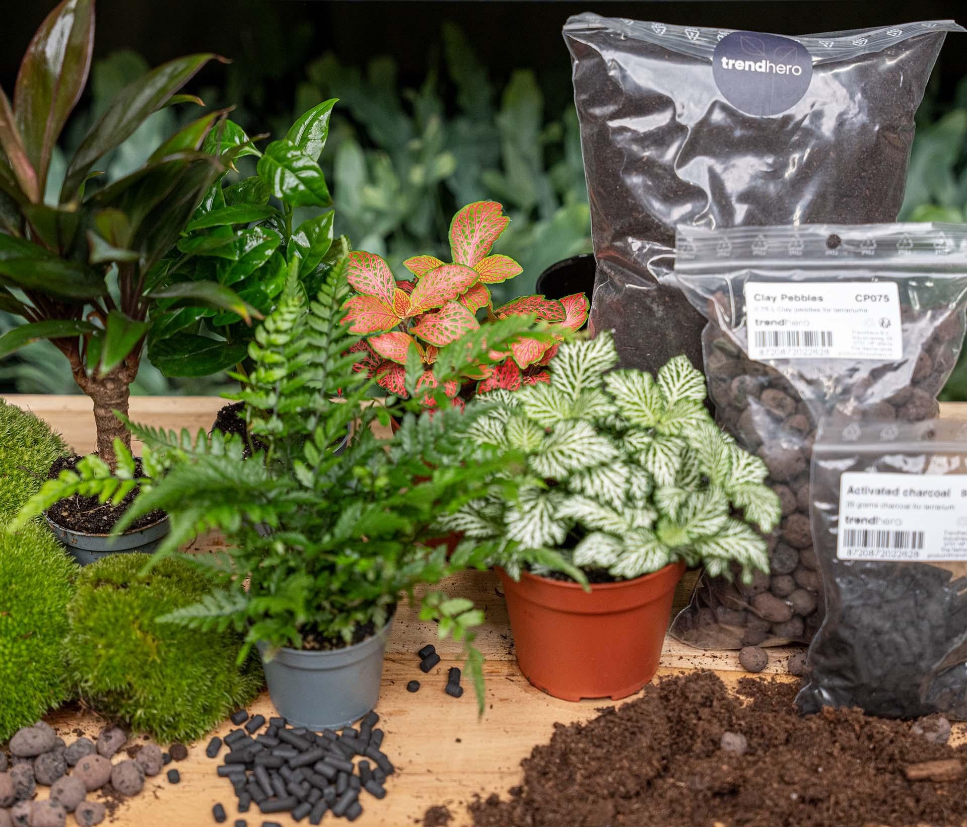 Start i uzupełnienie terrarium – Dżungla