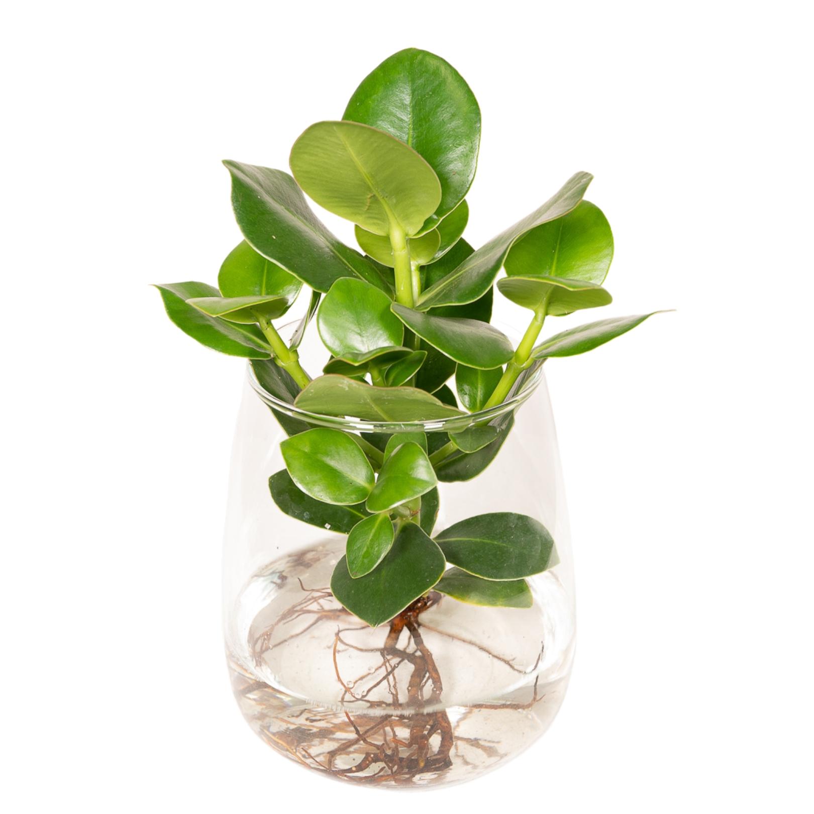 Clusia Kingston hydroponiczna - 12 cm - 30 cm, dekoracyjna roślina do wnętrz