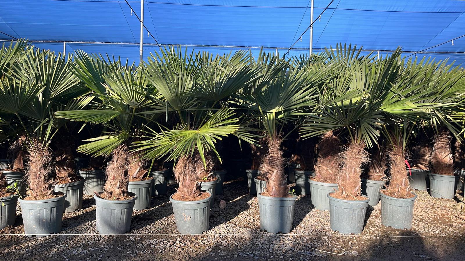 Sunny Tree - Palmier - Trachycarpus Fortunei - Palmier en éventail de Chine - Palmier à chanvre - 140-160 cm Pot compris - Hauteur du tronc 40-50 cm - 7