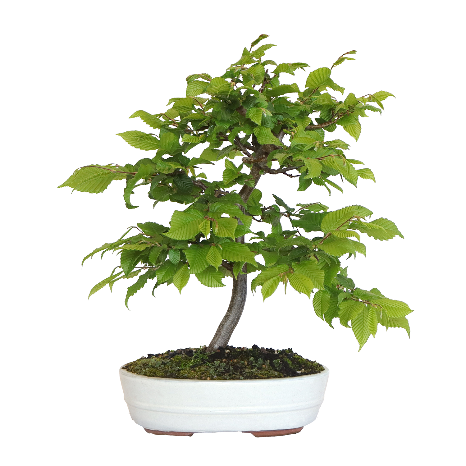 Bonsái De Enebro Kishu (Juniperus Chinensis) | Planta Real Para Exterior | Maceta De Cerámica Incluida | Fácil Cuidado Para Terraza Y Jardín | Kentis