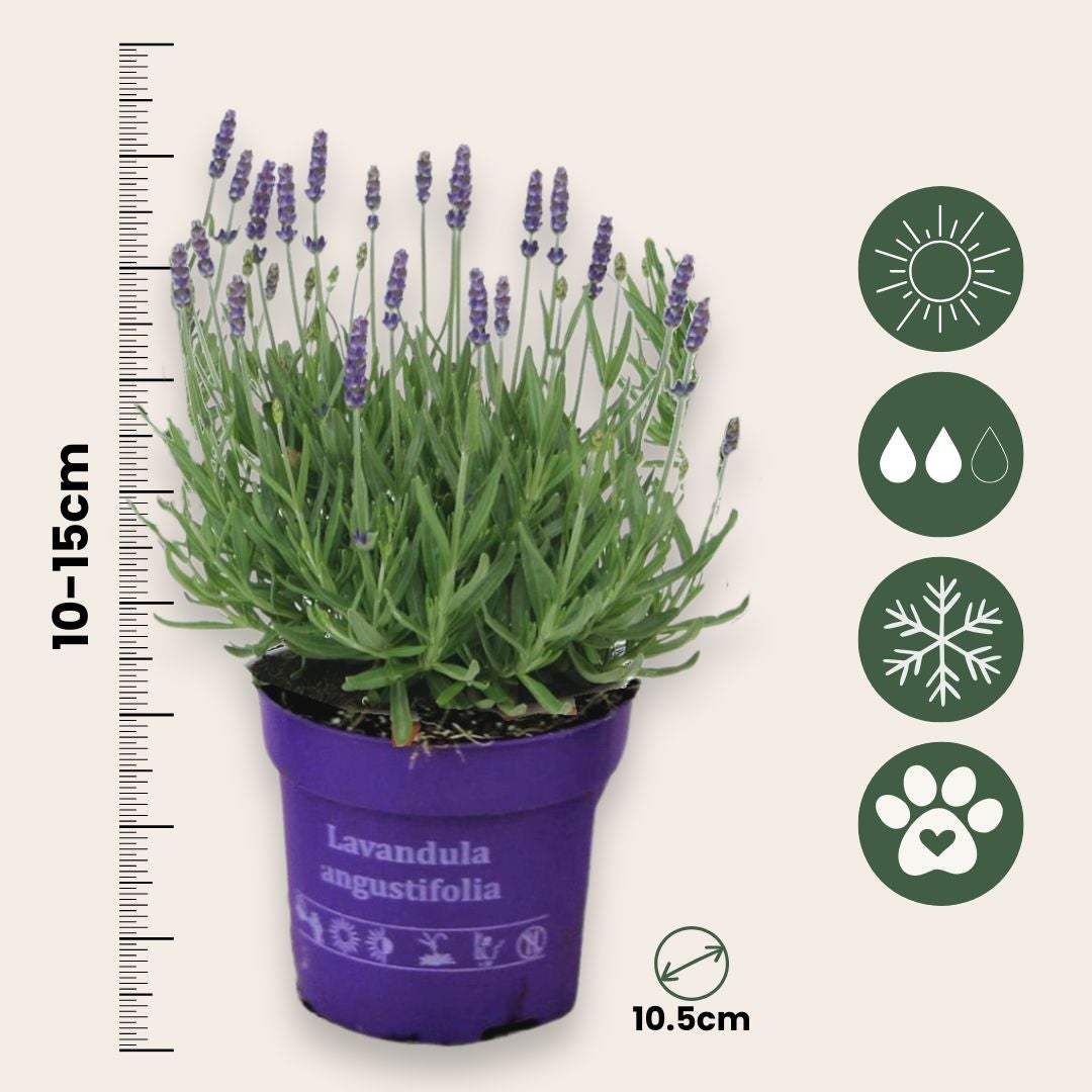 Pianta di lavanda - 12 Pezzi - Lavandula angustifolia - a10-15cm - ⌀10,5cm - 2