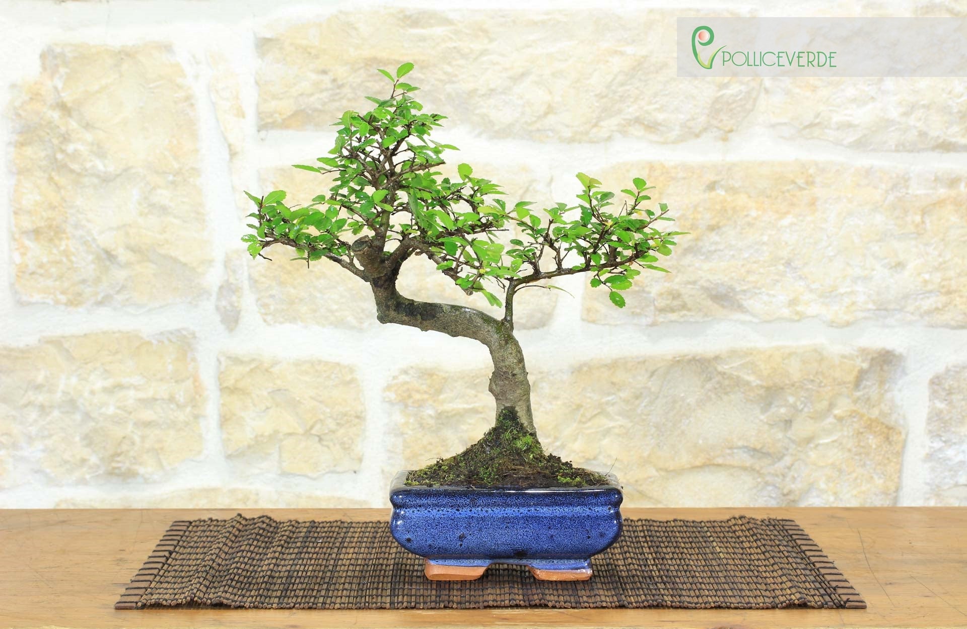 Bonsai di Olmo Cinese vaso cm. 15 - 5
