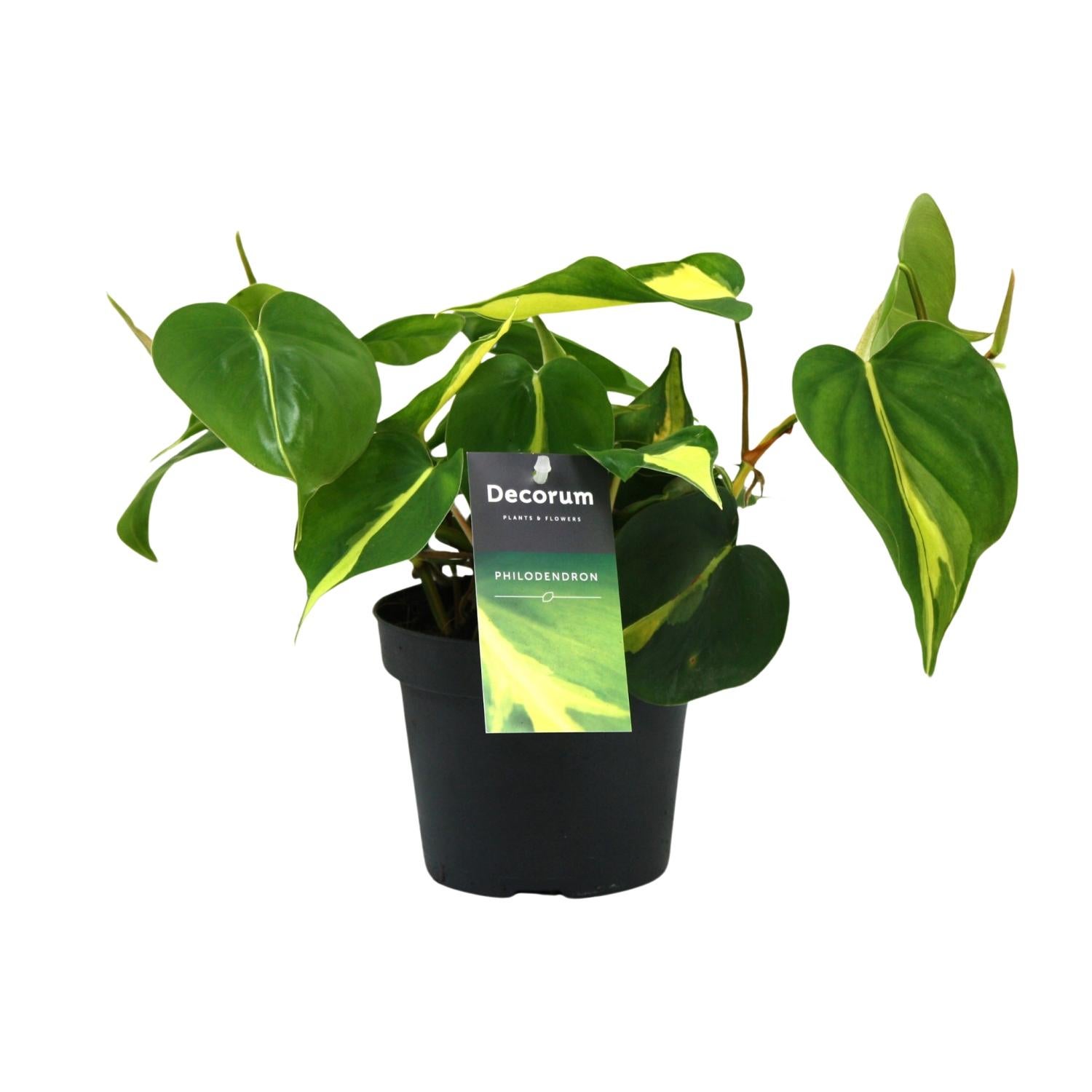 Philodendron Brasil Scandens - Ø12cm - Wysokość 20cm - Roślina doniczkowa łatwa