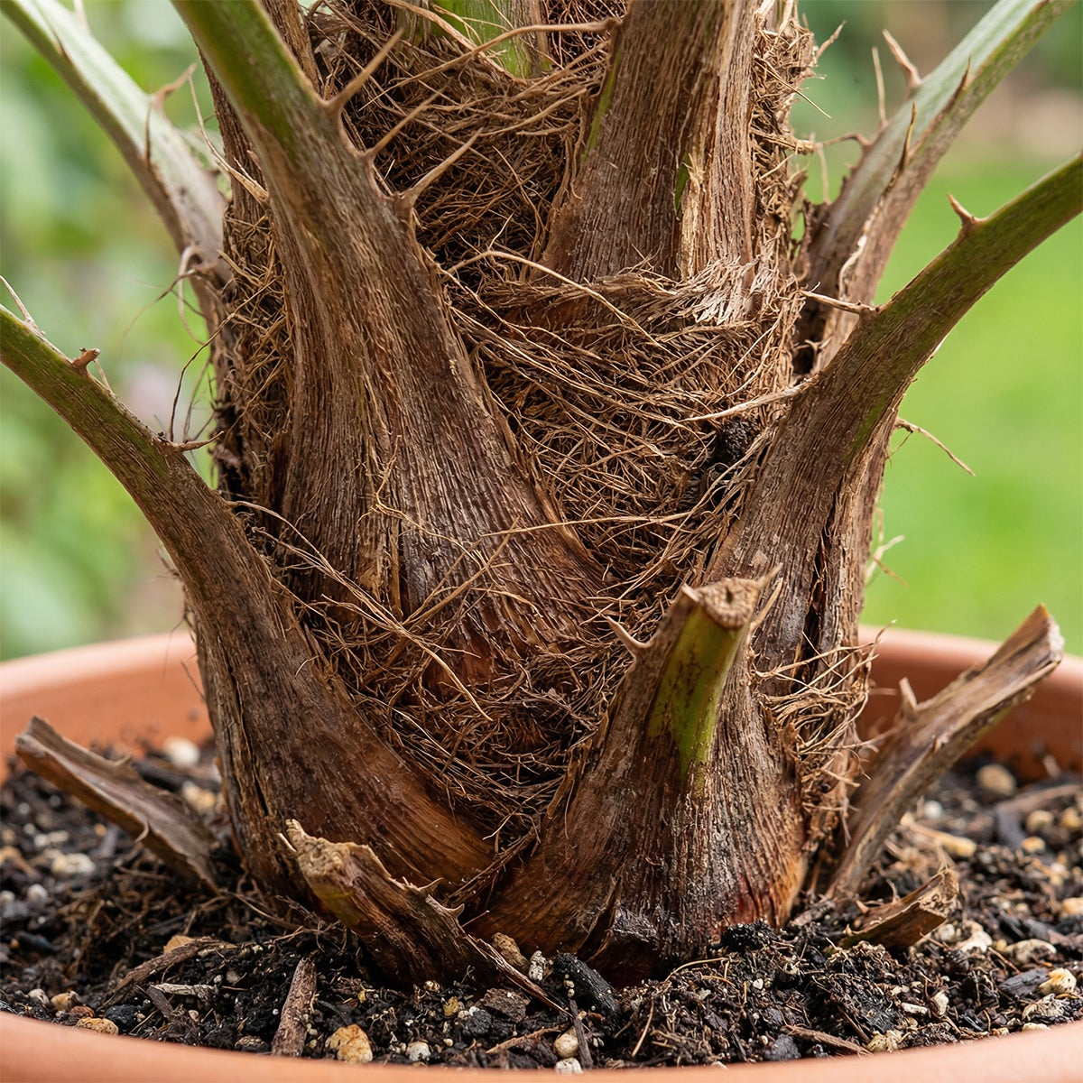 Chamaerops Humilis Vulcano - Palmier nain - Plante de Jardin - Rustique - P. 24&nbsp;cm - 5