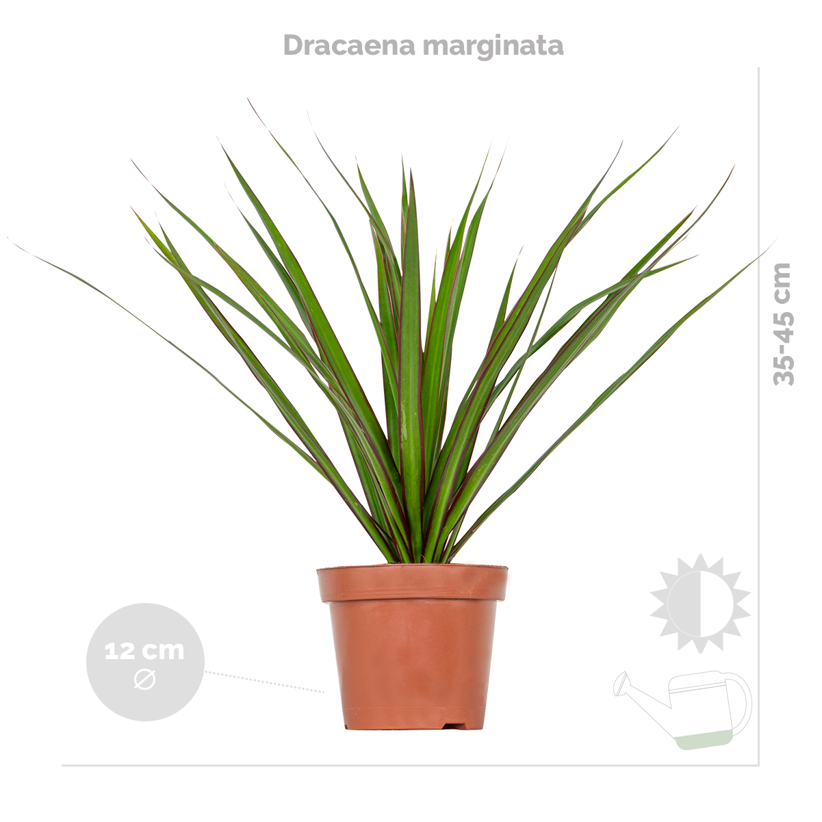 Lot de 3 - Mélange de plantes d’intérieur - Coffea, Dracaena, Chlorophytum - Dépolluantes - 25-35 cm - 6