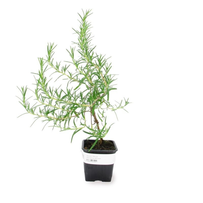 Romarin Officinal (Rosmarinus Officinalis) - Godet - Taille 13/25cm - Pépinières Naudet - 2