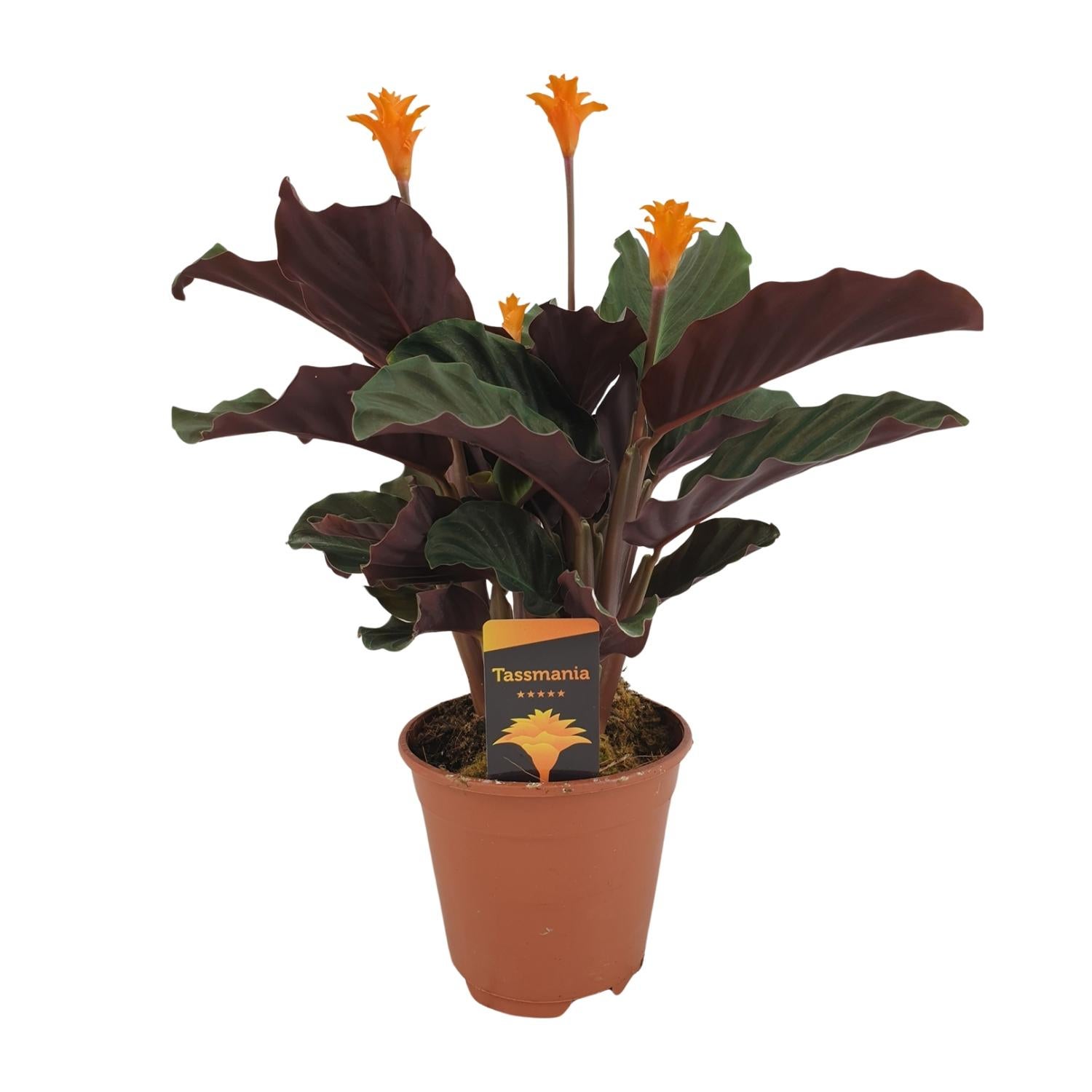 Calathea Crocata doniczka Ø14cm wysokość 40cm – Roślina doniczkowa ozdobna liście egzotyczne