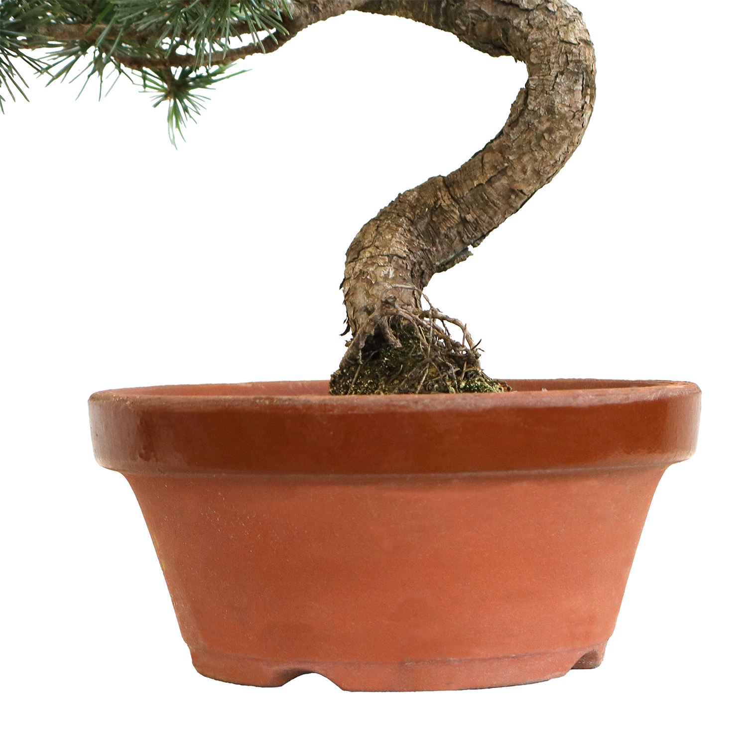 KENTIS - Bonsai Pinus Parviflora Pentaphylla Coltivato in Giappone - Pino Bianco Giapponese - Pianta Vera da Esterno - Vaso in Ceramica 16 cm - 5