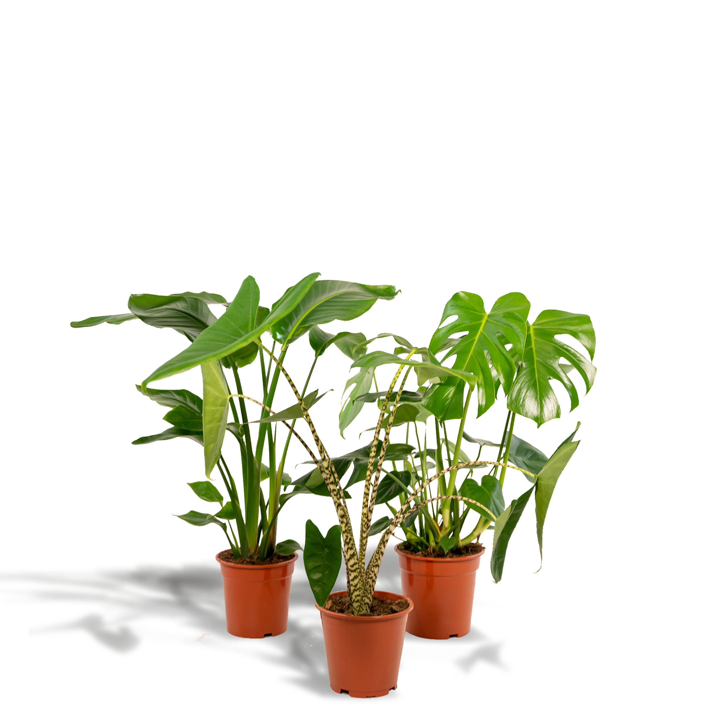 Zestaw roślin doniczkowych Monstera Deliciosa Ø21cm H75cm + Alocasia Zebrina Ø19cm H75cm + Strelitzia Nicolai Ø19cm H85cm oczyszczających powietrze