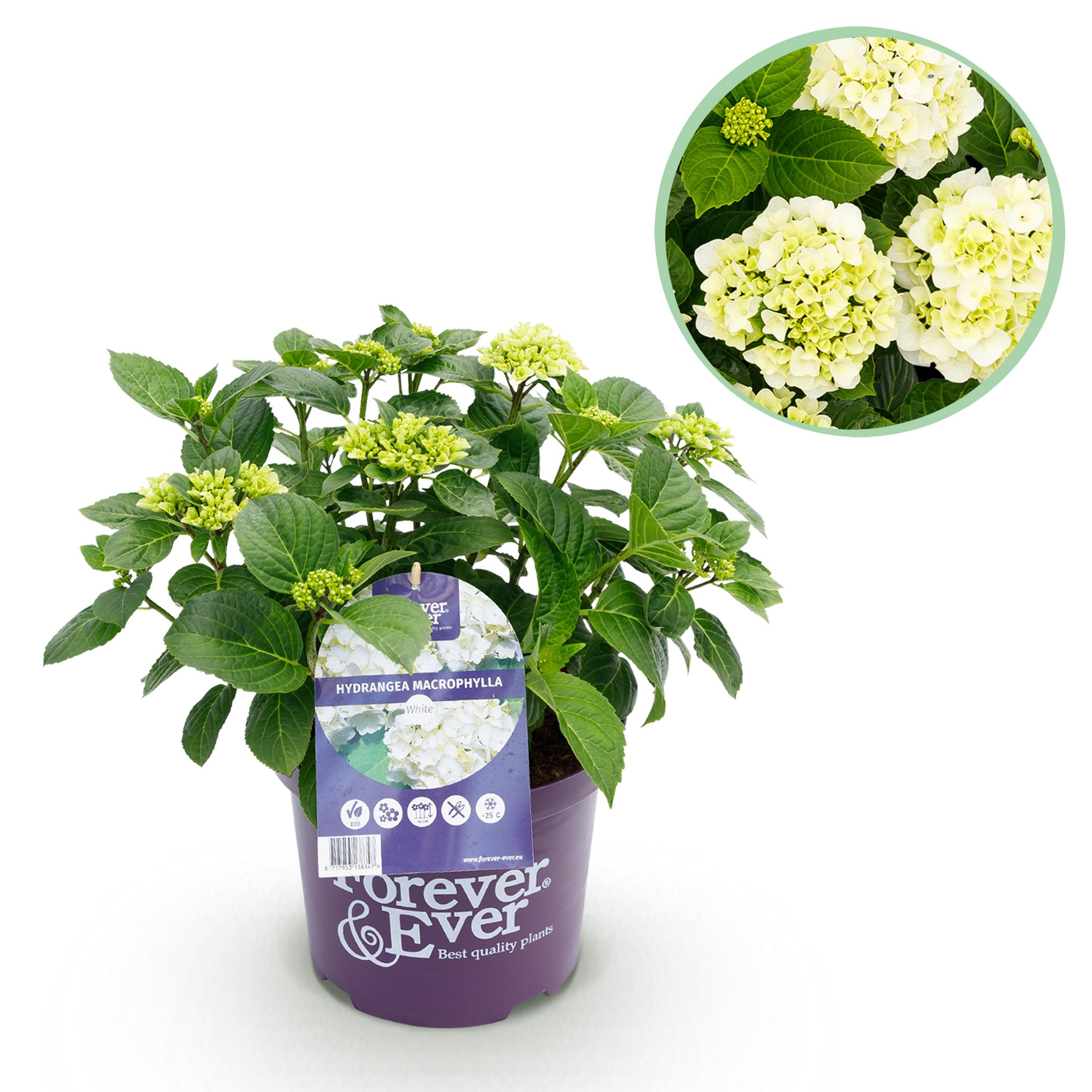 Hortensja Forever &amp; Ever Biała – Hydrangea macrophylla – 7-12 kwiatów – Doniczka 23 cm – Wys 55 cm
