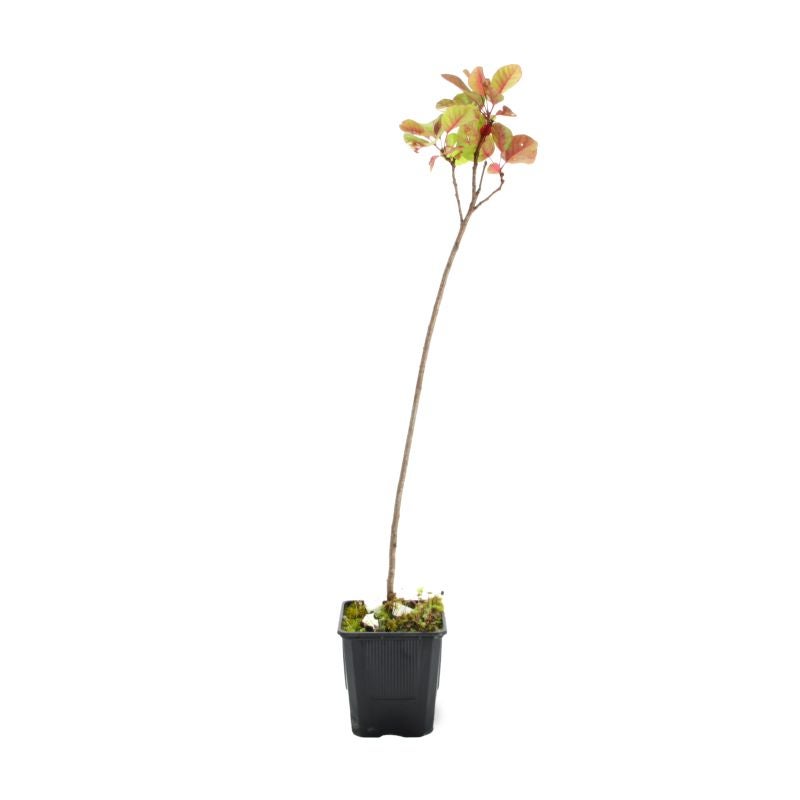 Arbre à perruques (Cotinus coggygria) - Godet - Taille 20/40cm - Pépinières Naudet - 3