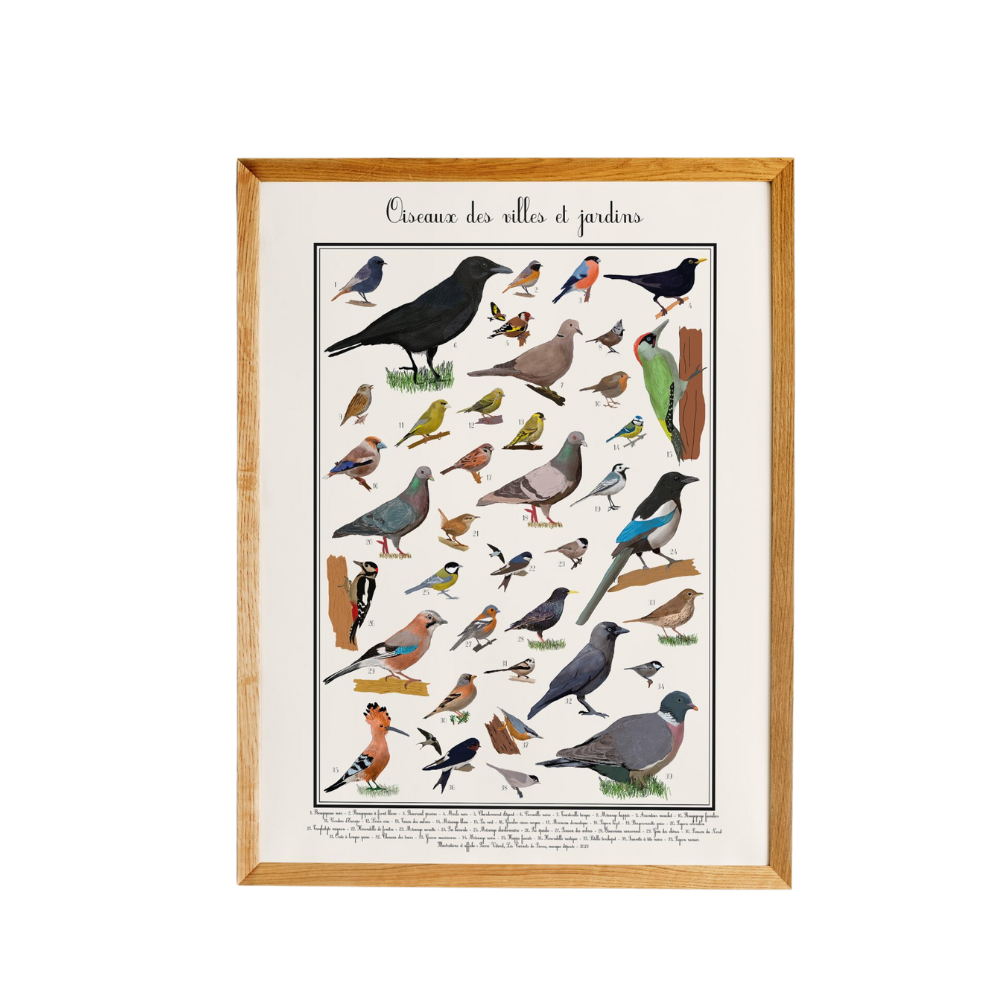 Poster les Oiseaux des jardins 50 x 70 cm - 2