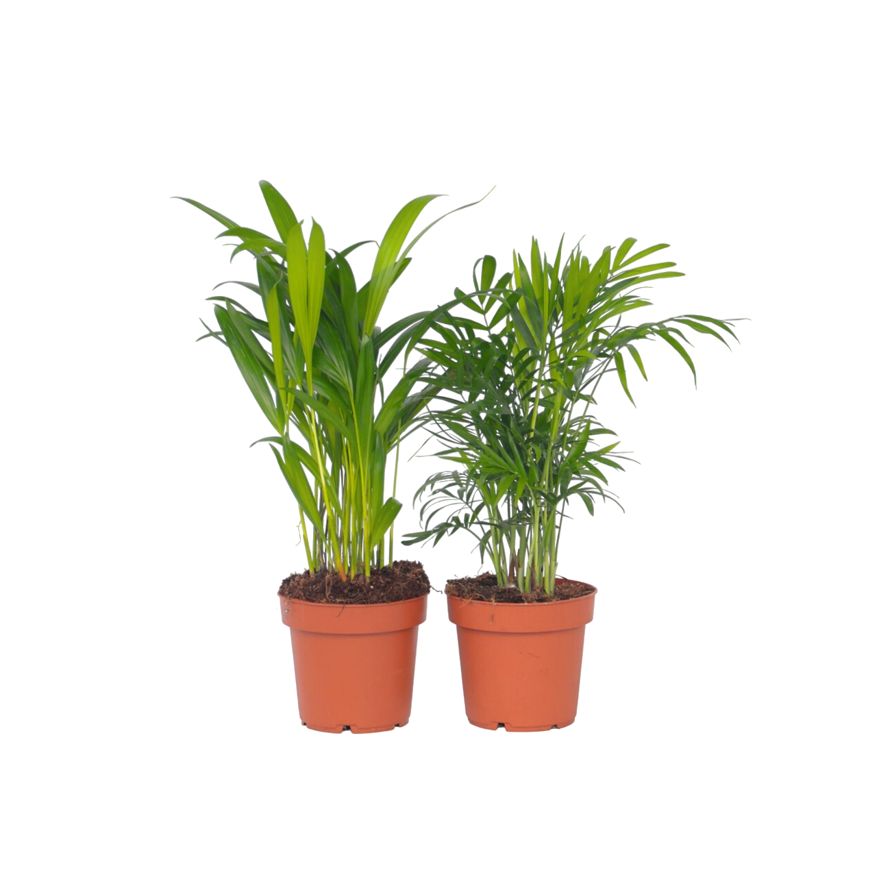 POWERS TO FLOWERS - Chamaedorea Elegans In Cesto Di Vimini - Palma Peruviana VERA, Altezza 70cm, Vaso 16, Pianta D'Appartamento