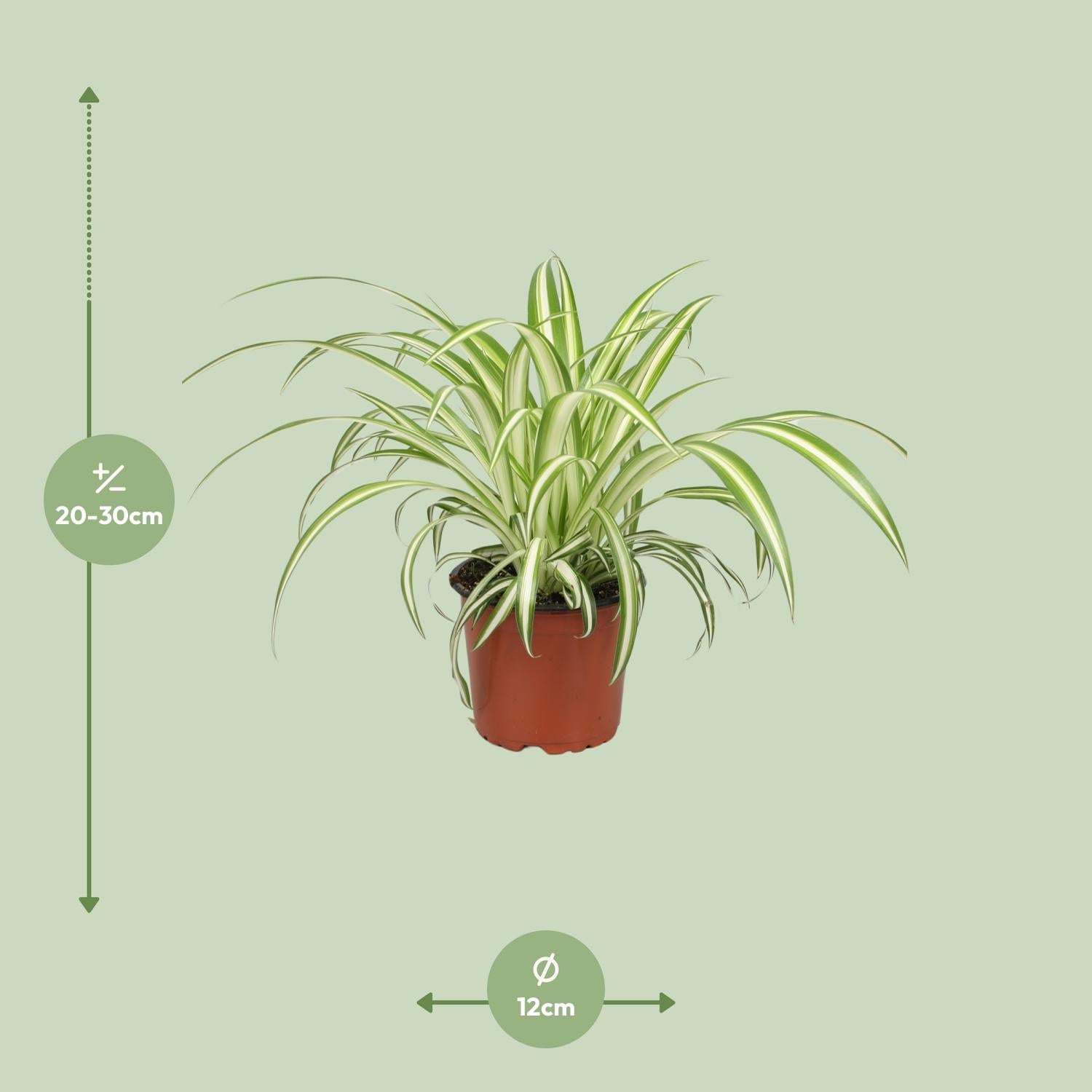 Chlorophytum 12 cm - Pianta ragno facile da curare per interni - 2