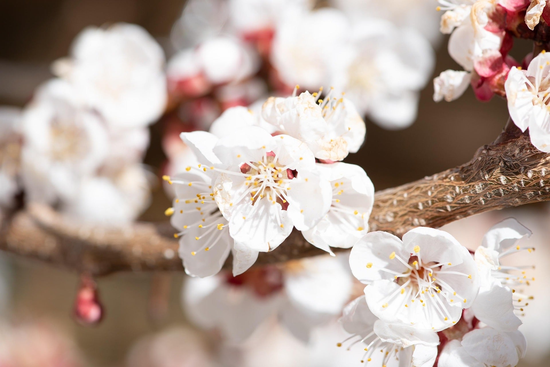 Abricotier nain Schramas Prunus armeniaca + Pot 23cm - 2