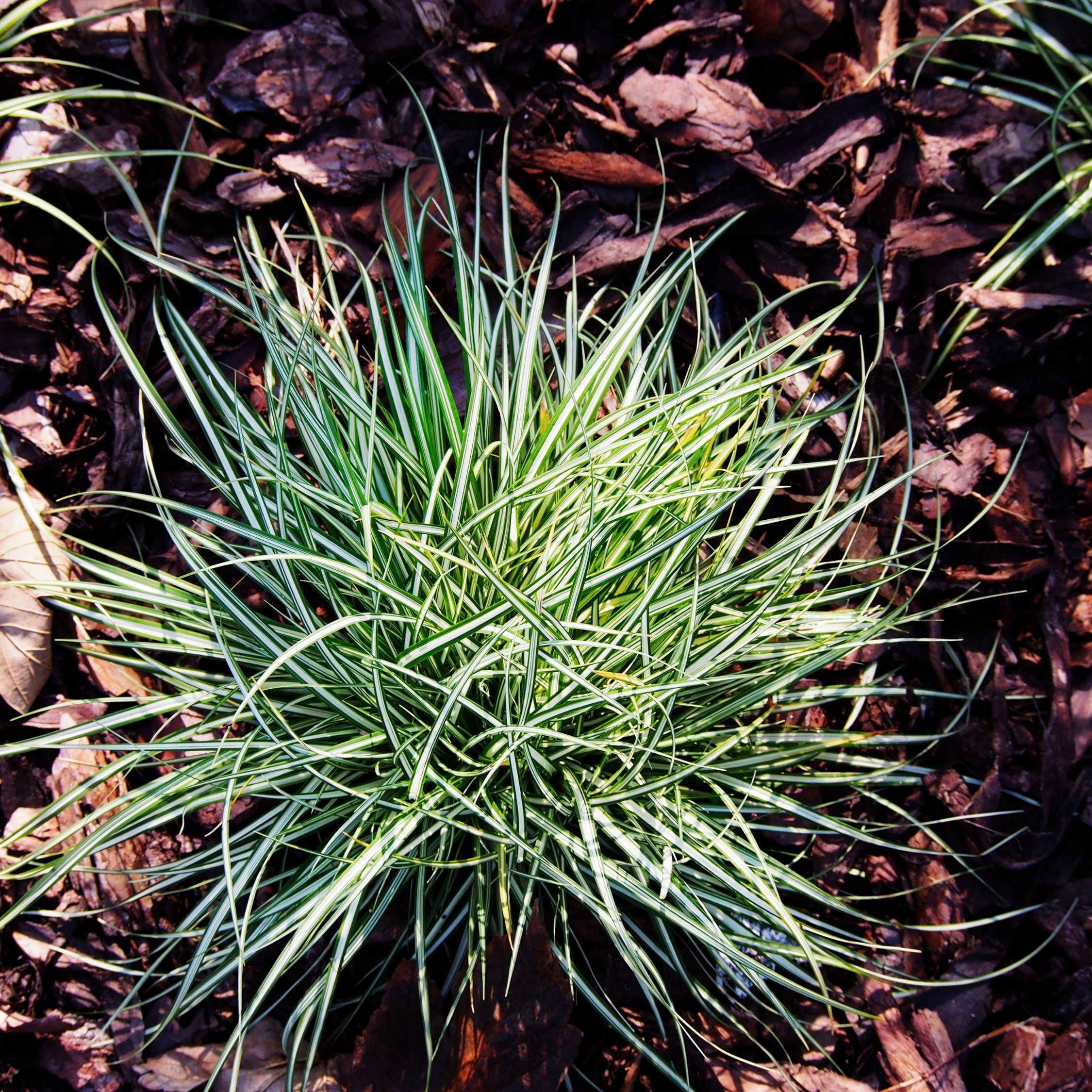 Laîche - Set de 6 - Carex 'Amazon Mist' - Hauteur 15-25cm - ⌀10,5cm - 3
