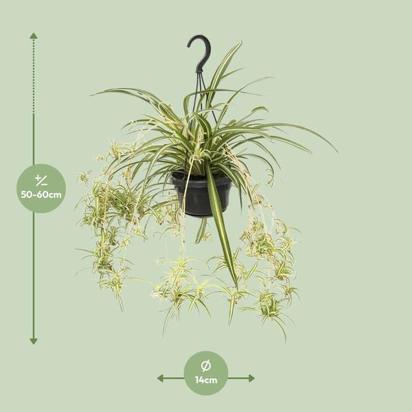 Pianta Chlorophytum Comosum Variegatum vaso Ø14cm altezza 55cm – Pianta ragno d’interno decorativa e purificante l’aria - 5