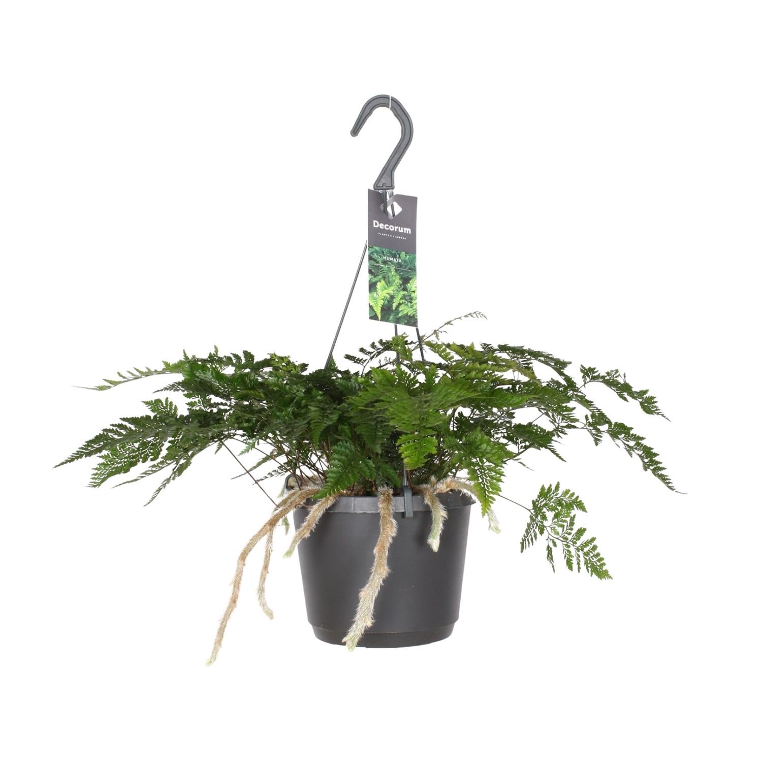 Davallia Bullata - Paproć królicza łapka - Doniczka Ø17cm - Wysokość 30cm