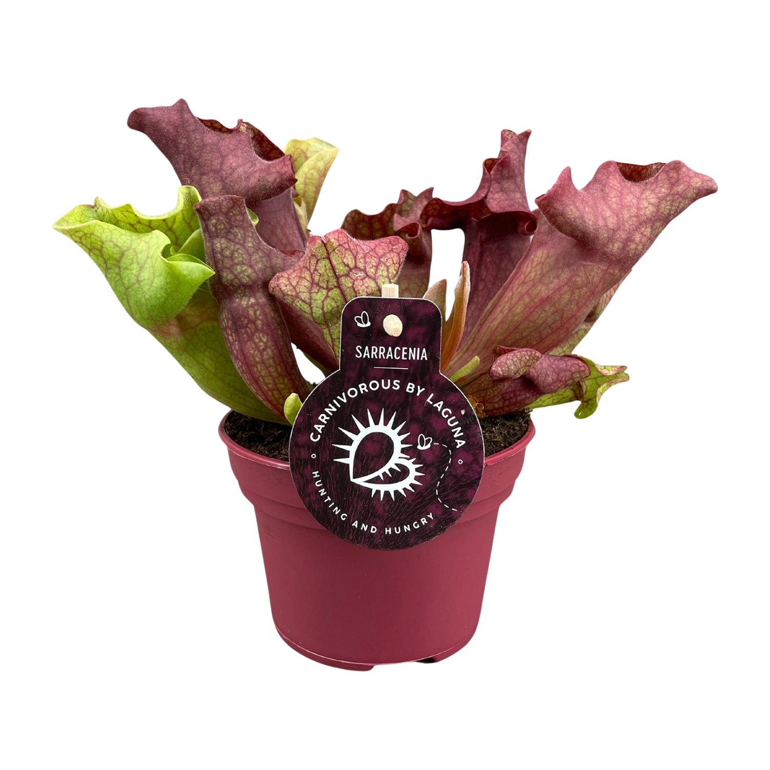 Sarracenia - Roślina mięsożerna Pitcher - Doniczka Ø12cm - Wysokość 20cm