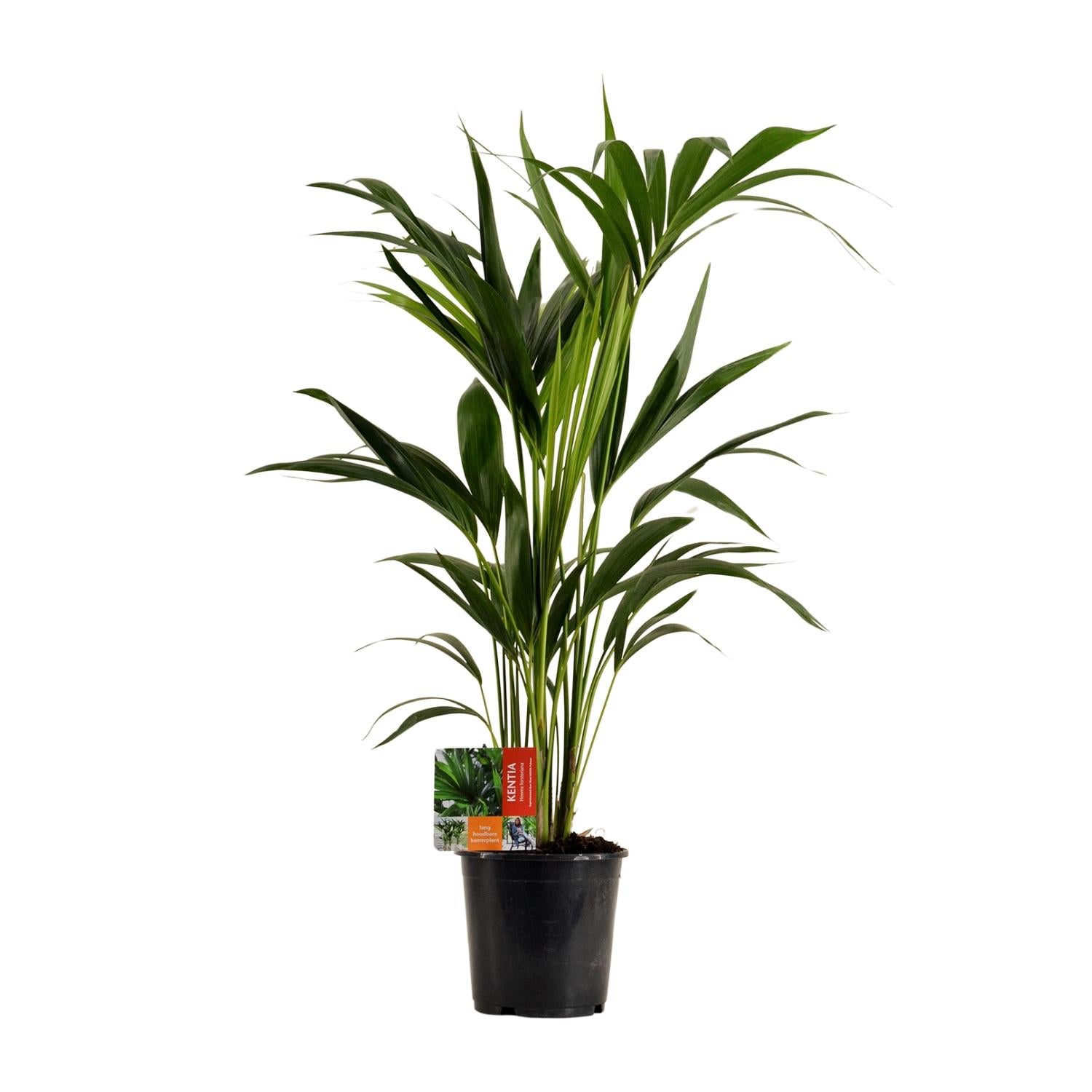 Howea Forsteriana Palma Kentia - Ø19cm - Wysokość 100cm