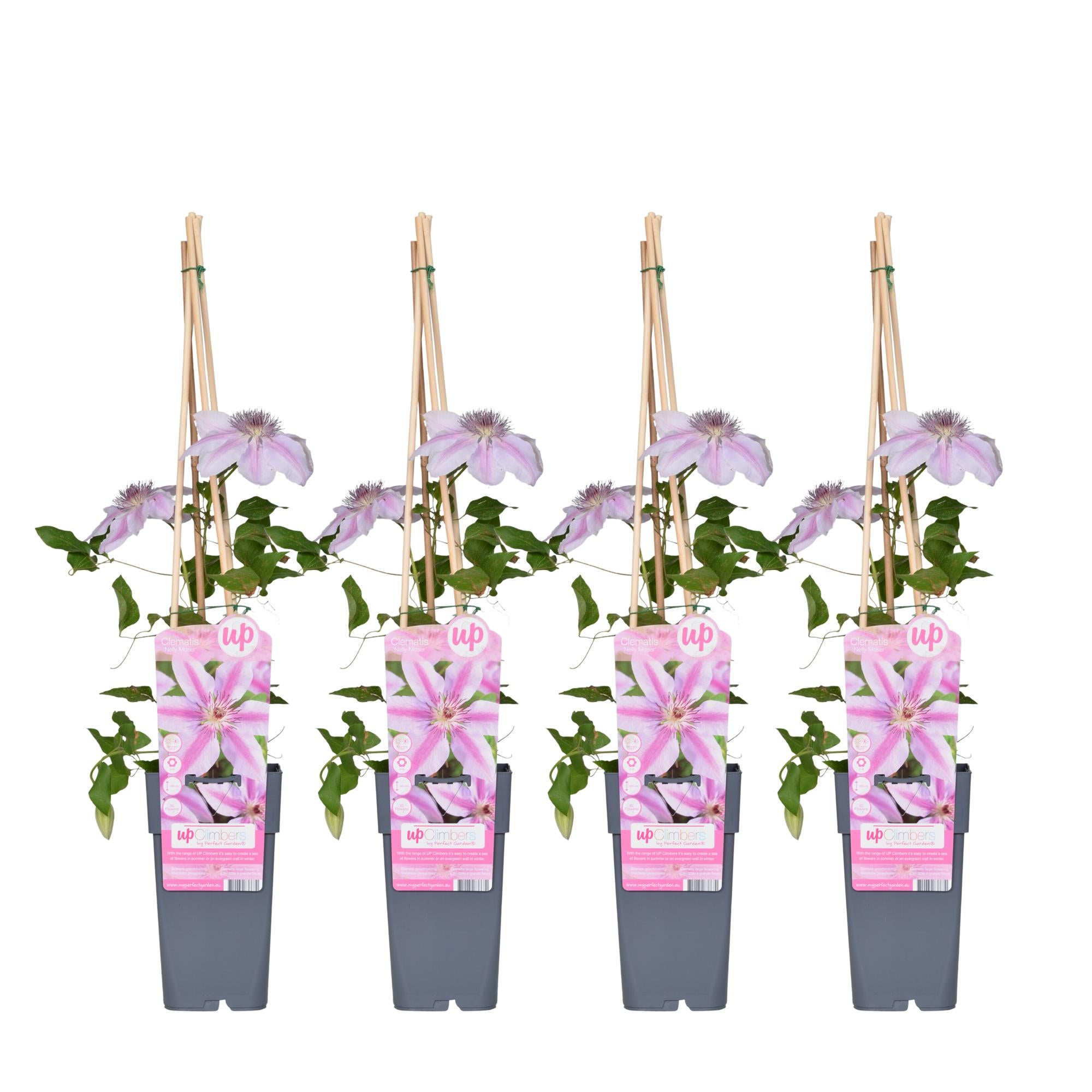 Clematis viticella Polish Spirit (Clematide) » Vendita Piante Online